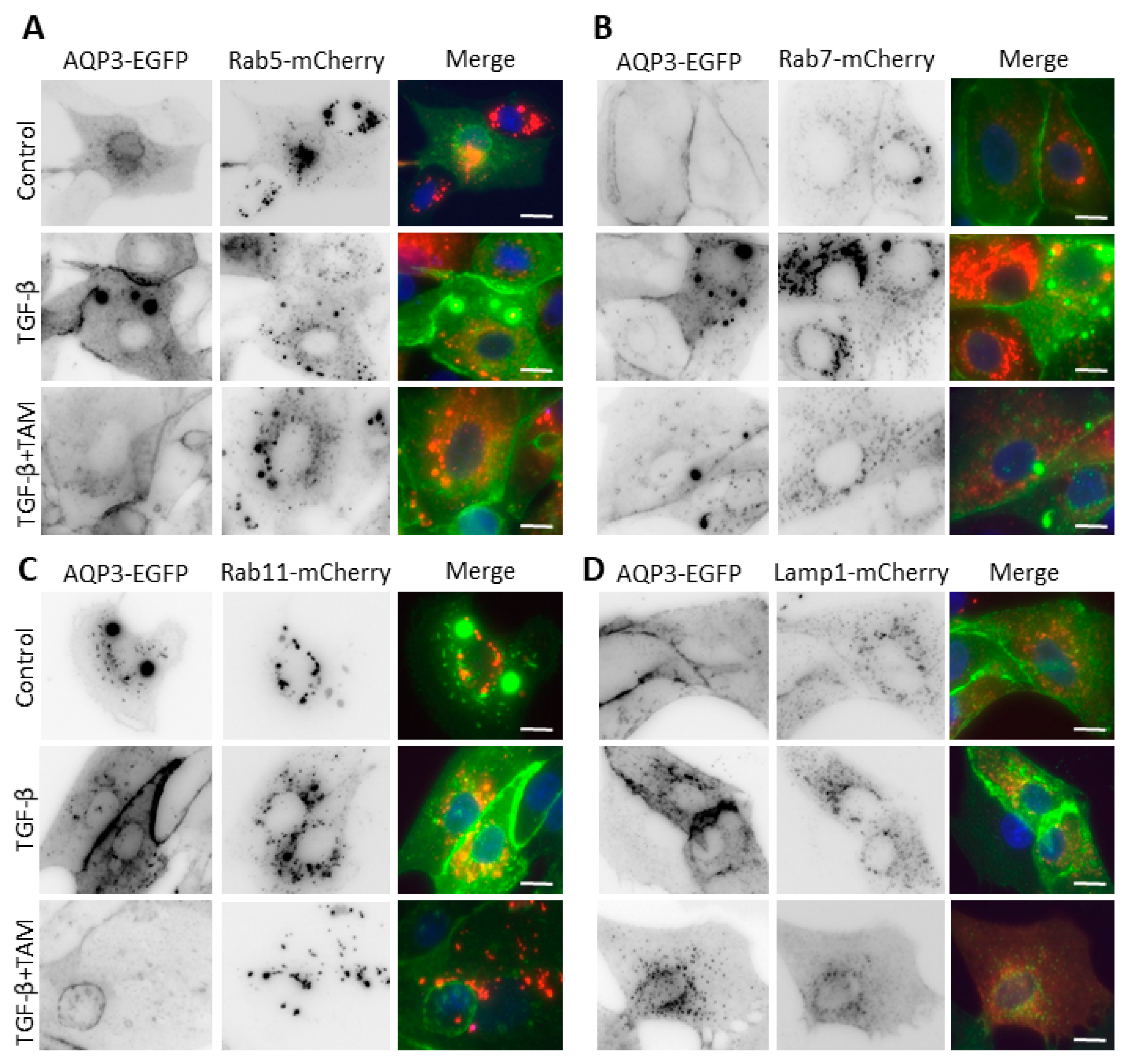 Cells 12 01140 g005 Cells 12 01140 g005