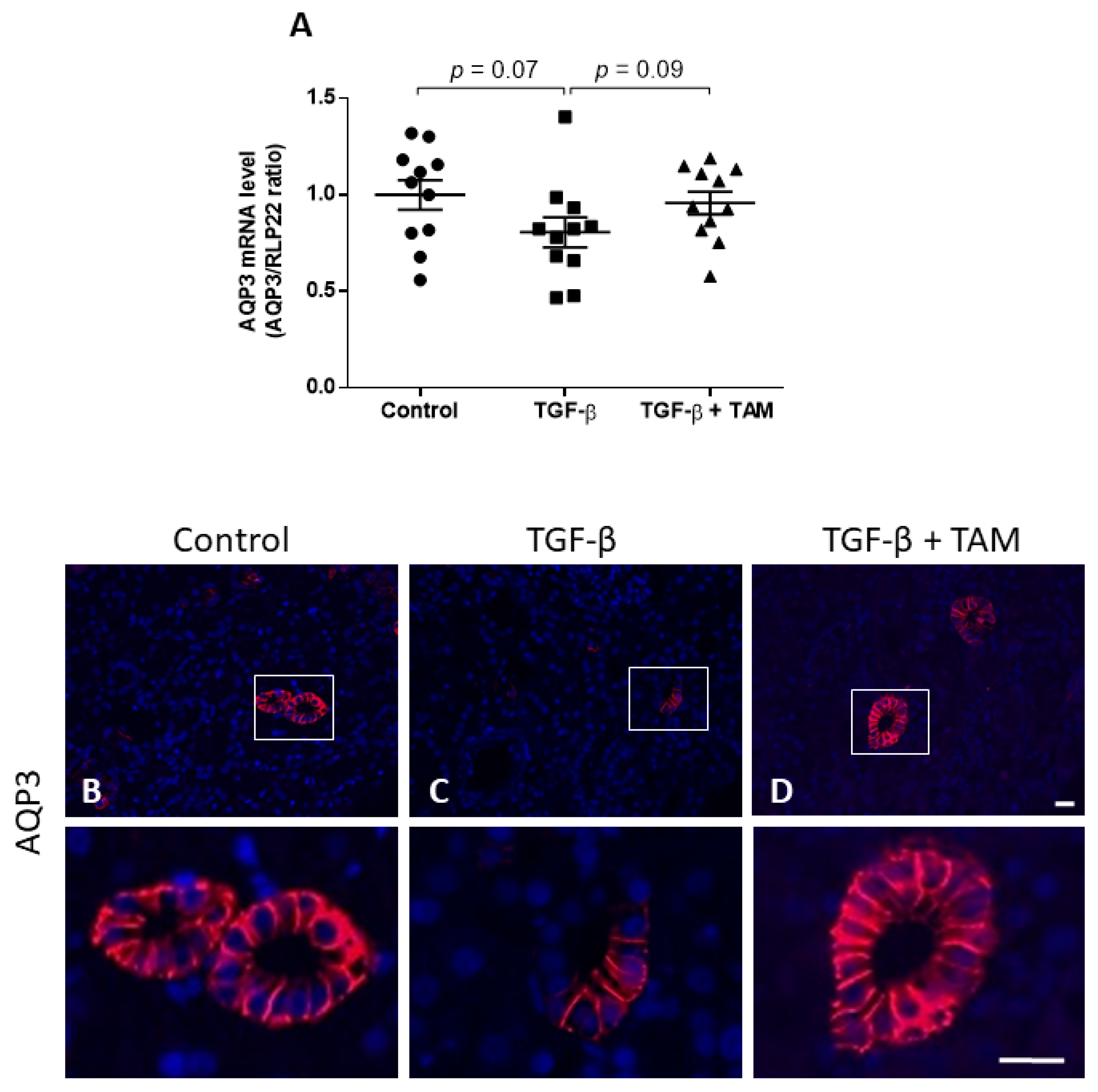 Cells 12 01140 g006 Cells 12 01140 g006