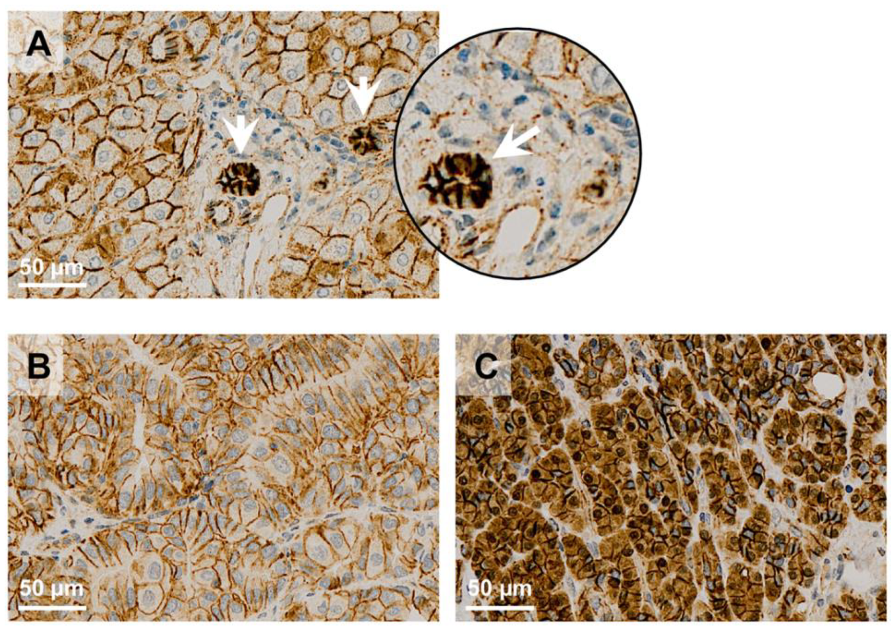 Cells 12 01141 g002 Cells 12 01141 g002
