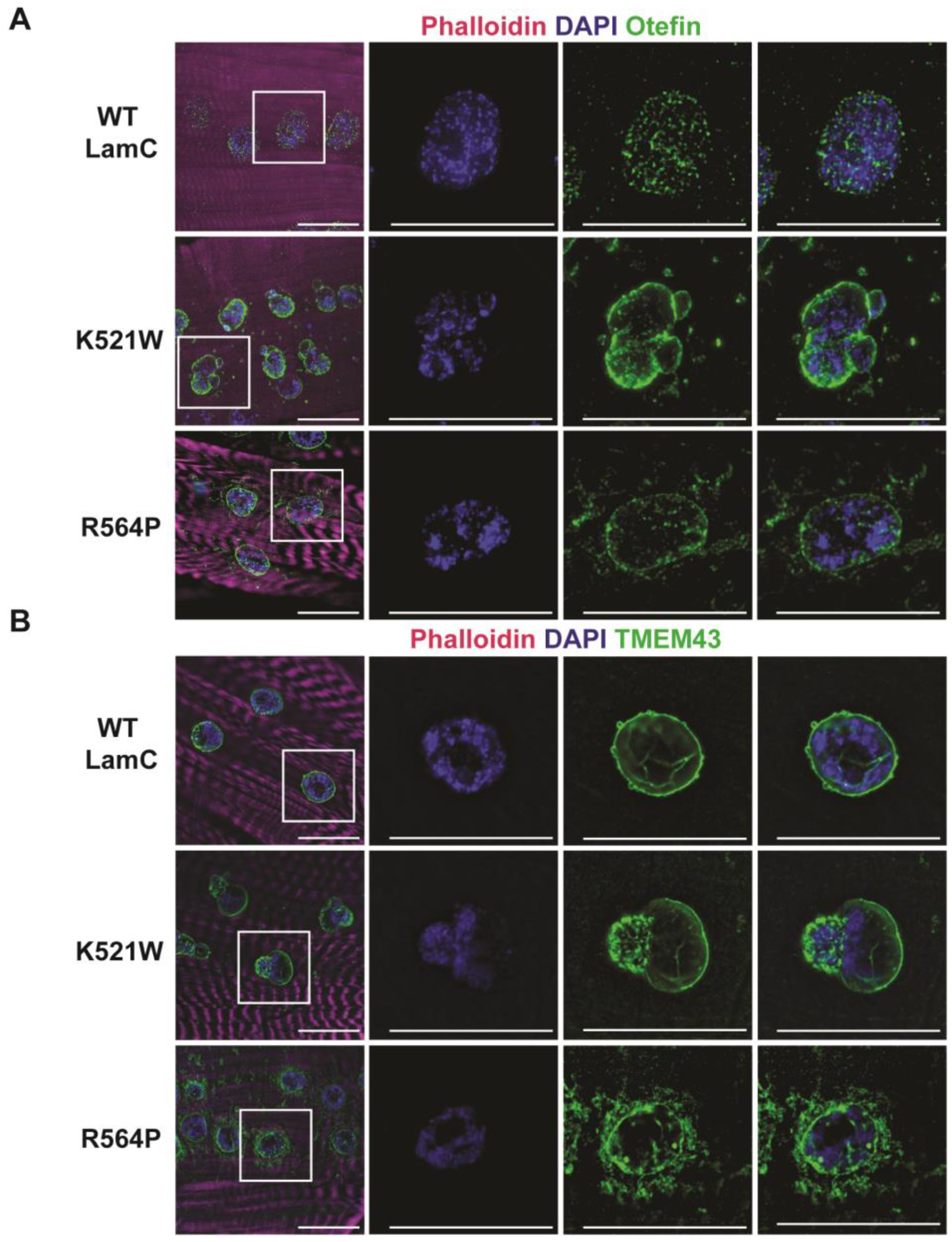 Cells 12 01142 g003 Cells 12 01142 g003