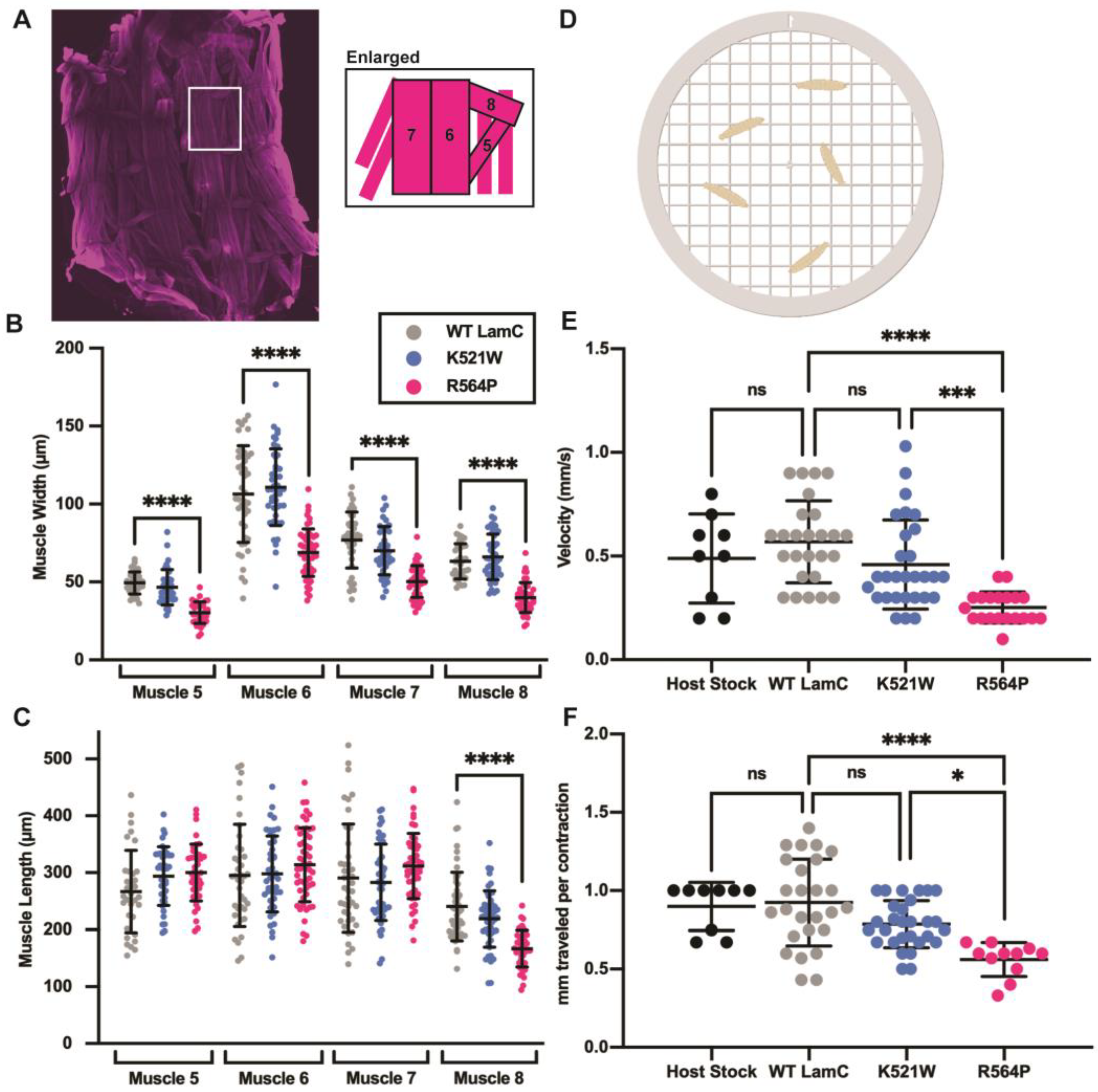 Cells 12 01142 g004 Cells 12 01142 g004