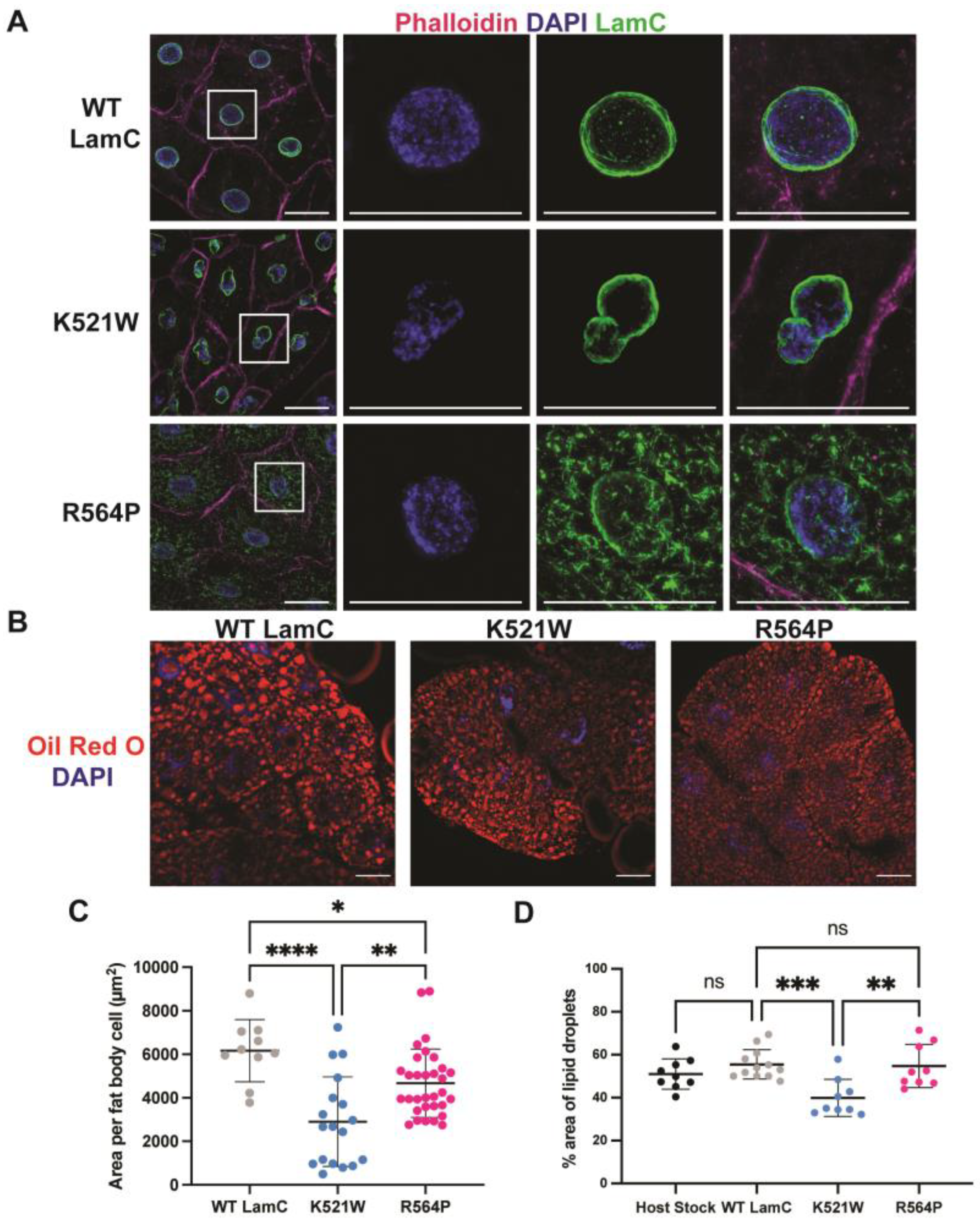 Cells 12 01142 g006 Cells 12 01142 g006