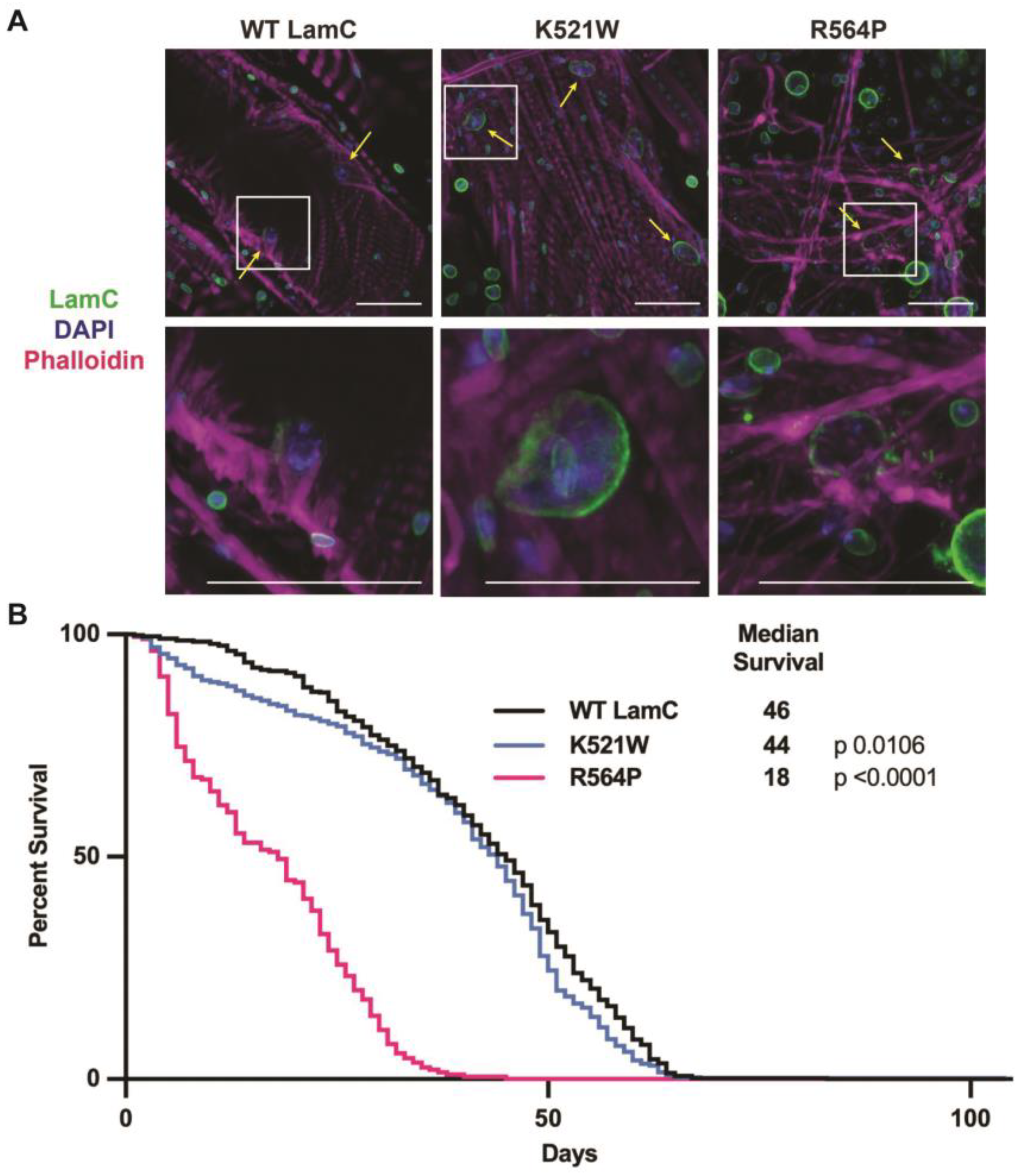Cells 12 01142 g007 Cells 12 01142 g007
