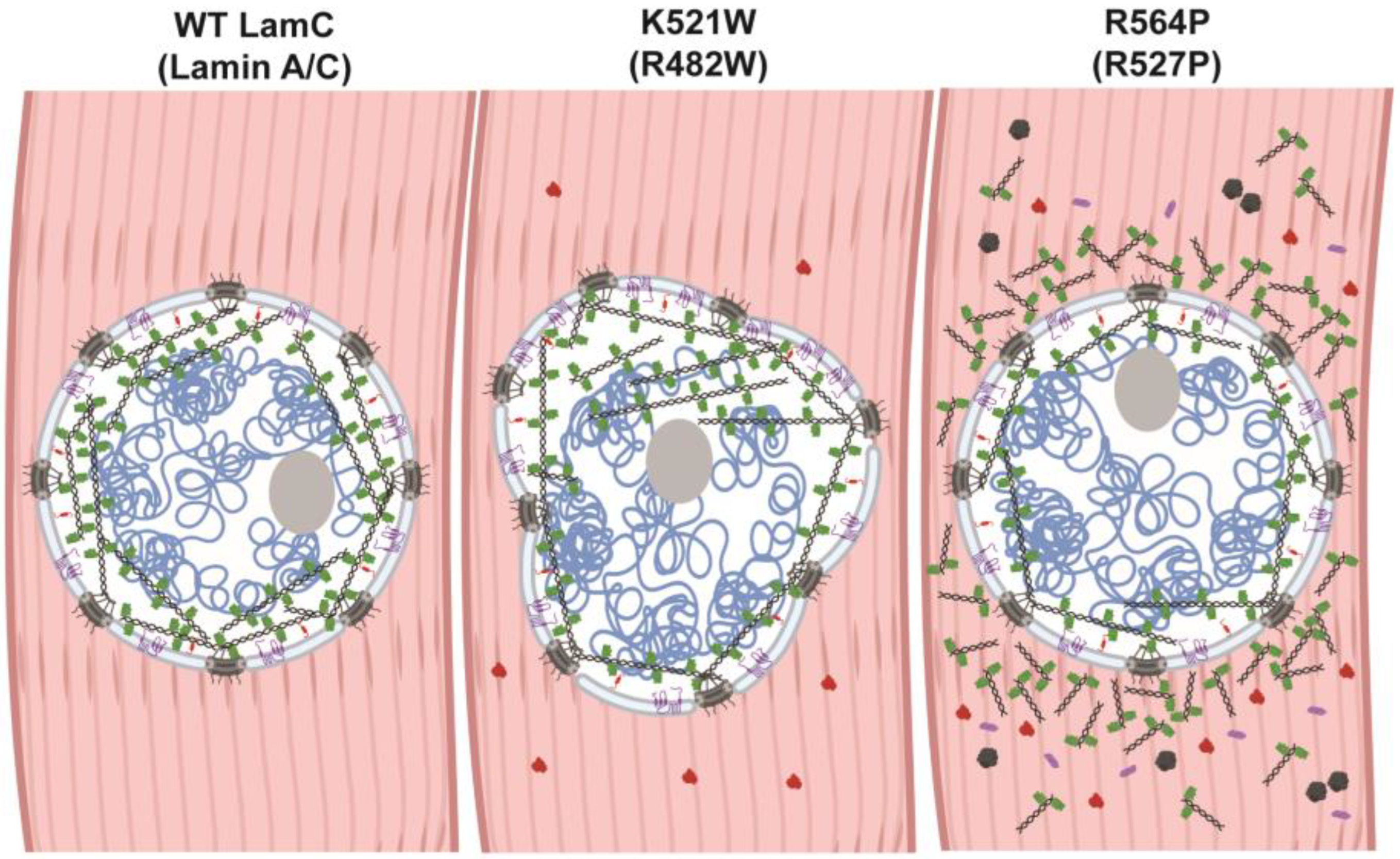 Cells 12 01142 g008 Cells 12 01142 g008