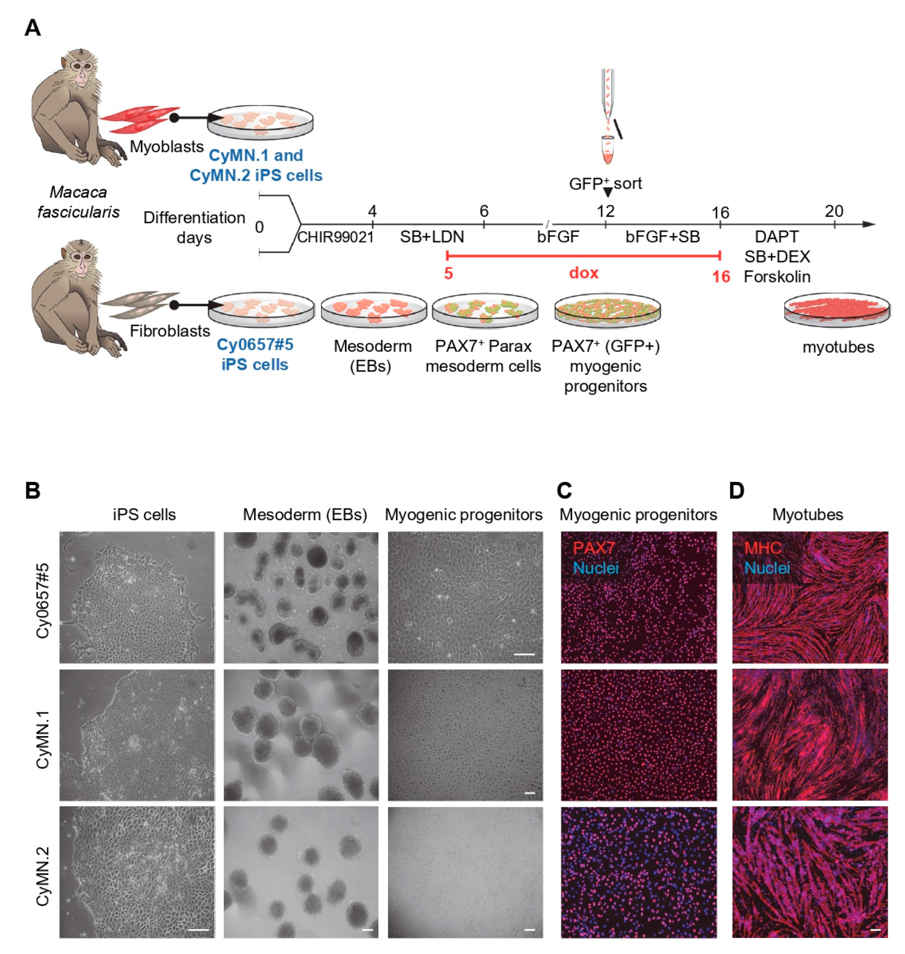 Cells 12 01147 g001 Cells 12 01147 g001