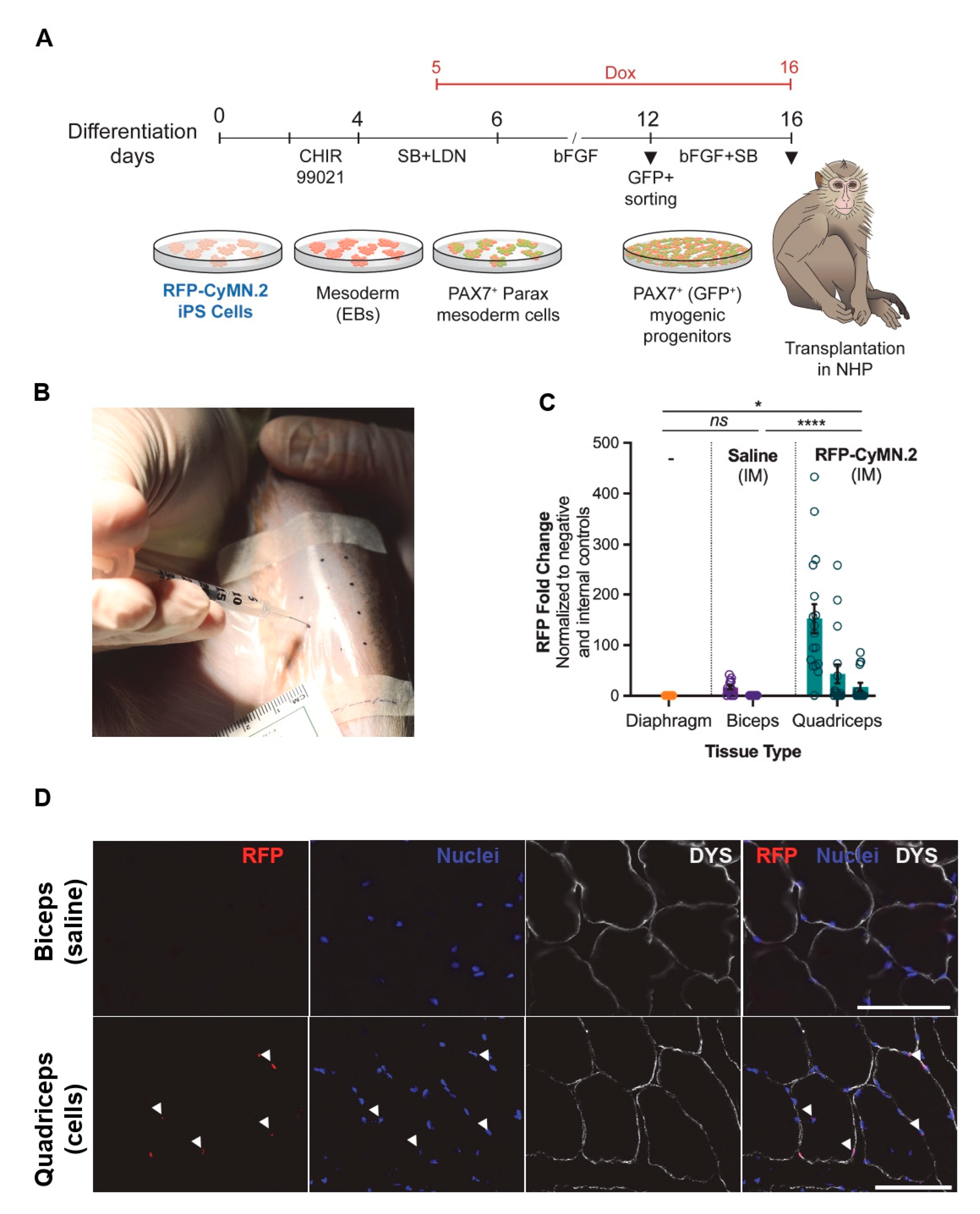 Cells 12 01147 g005 Cells 12 01147 g005