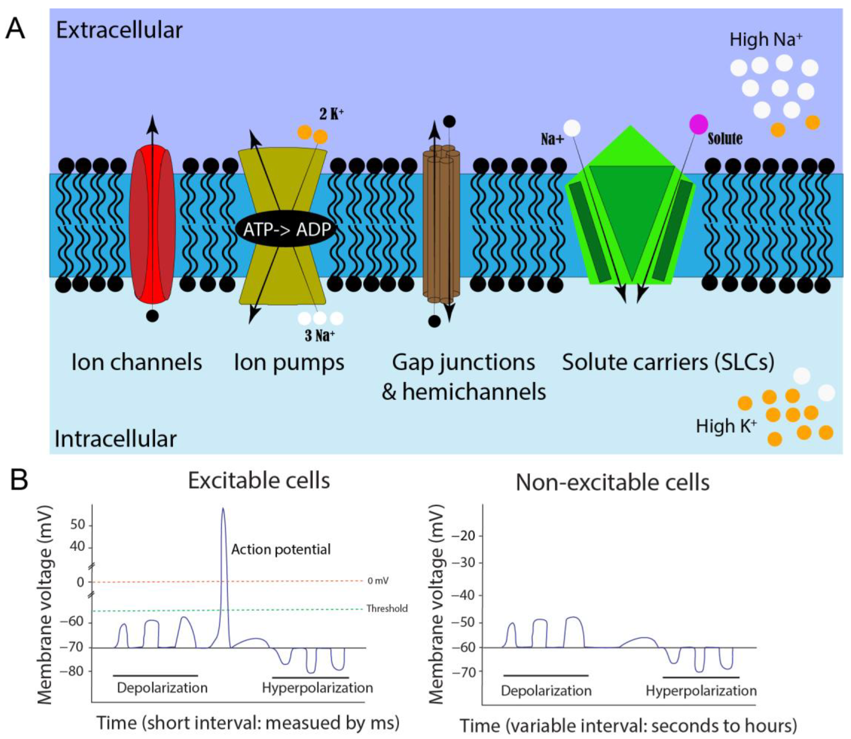 Cells 12 01148 g001