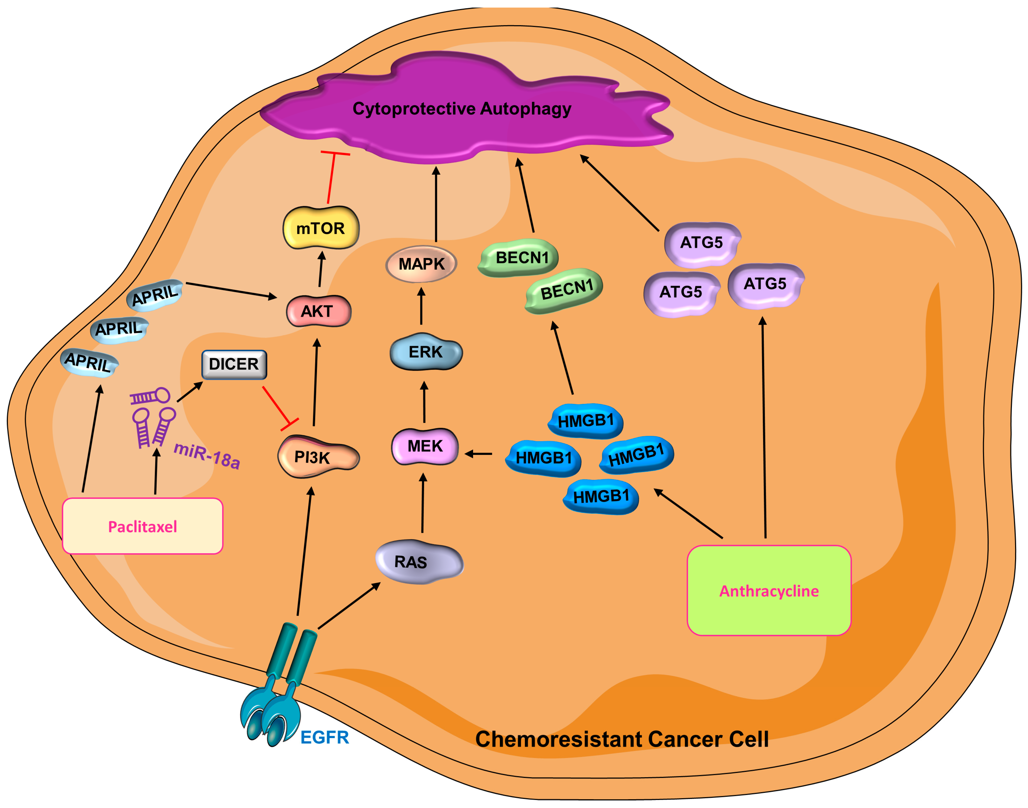 Cells 12 01156 g004 Cells 12 01156 g004