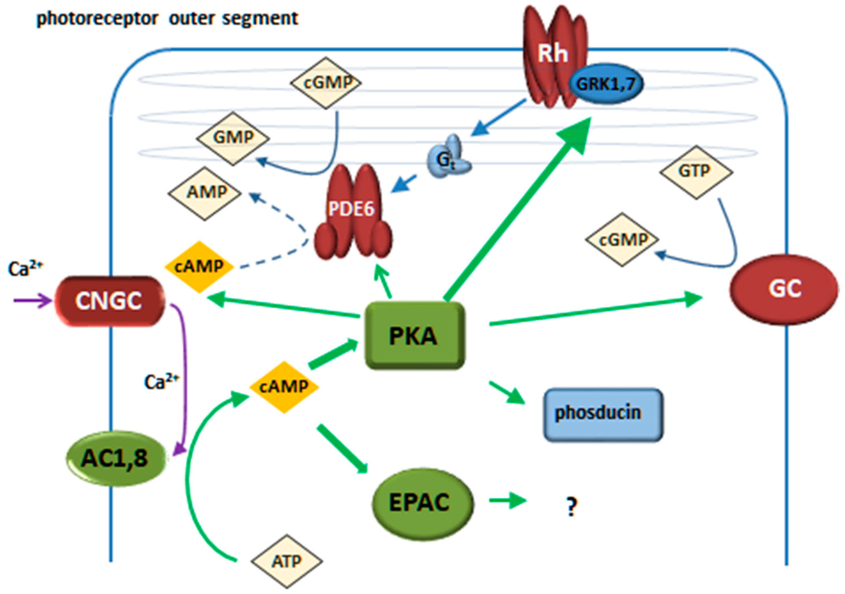Cells 12 01157 g001 Cells 12 01157 g001