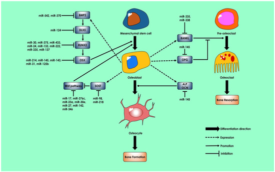 Differential Expression of Non-Coding RNAs in Stem Cell 