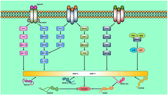 Differential Expression of Non-Coding RNAs in Stem Cell