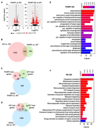PARP1 Regulates Circular RNA Biogenesis though Control of