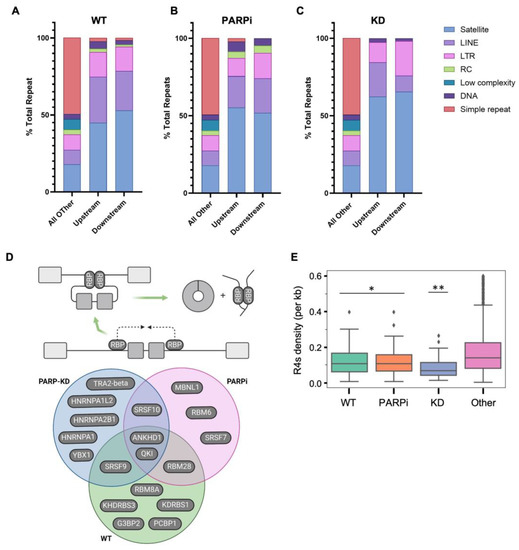 PARP1 Regulates Circular RNA Biogenesis though Control of