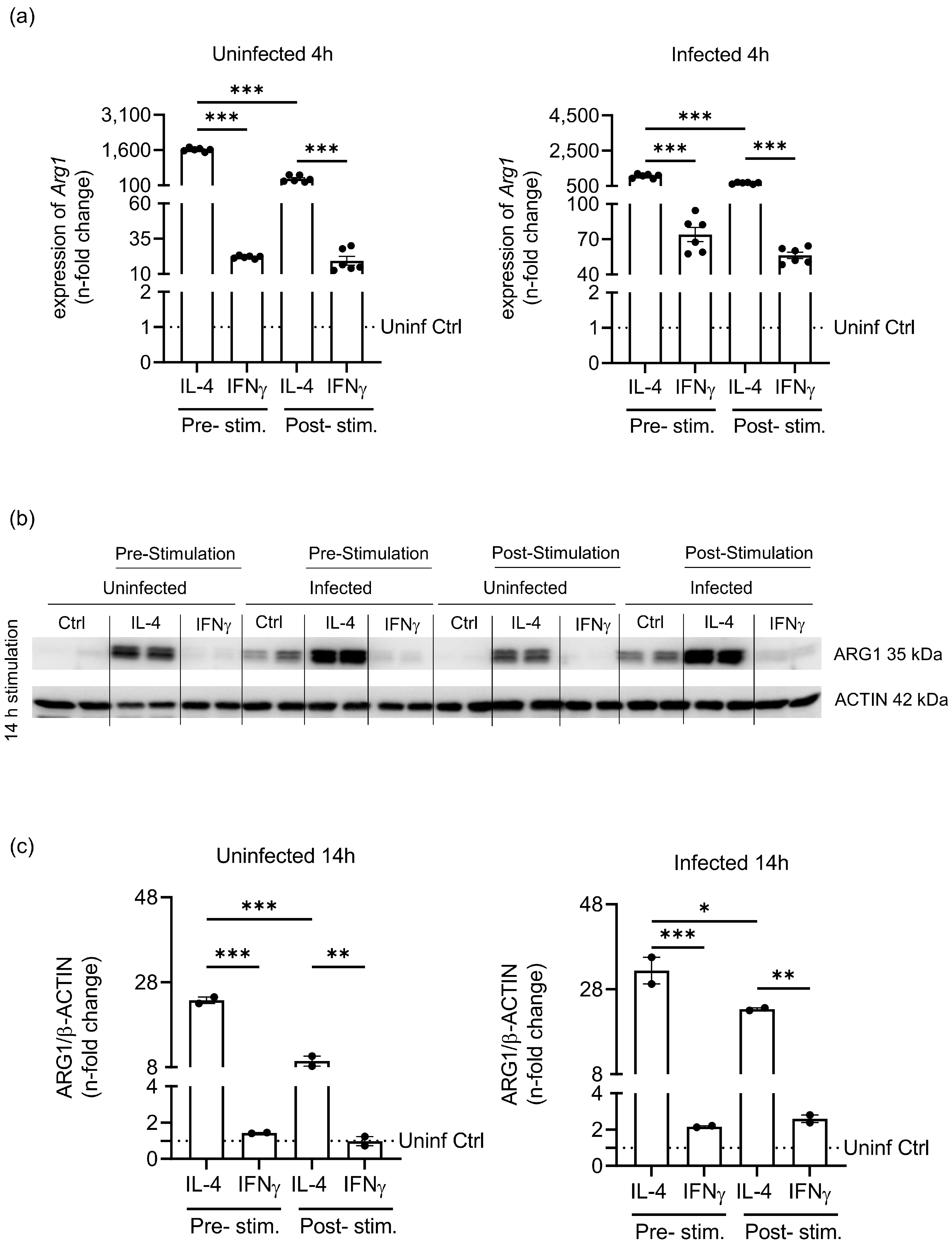 Cells 12 01164 g003 Cells 12 01164 g003