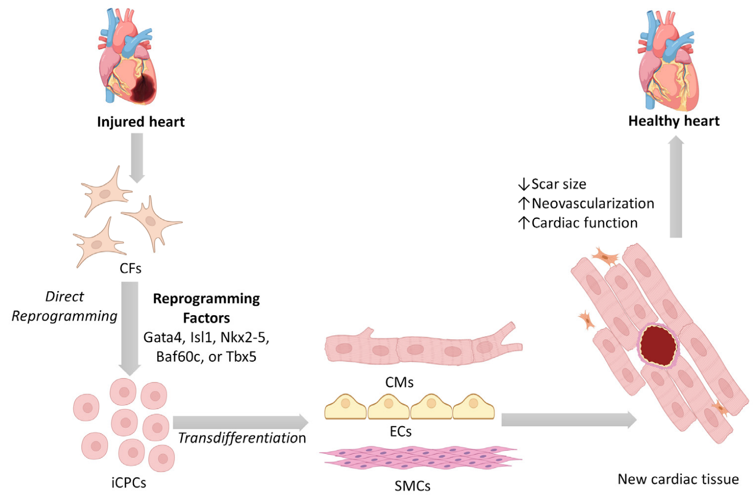 Cells 12 01166 g002 Cells 12 01166 g002