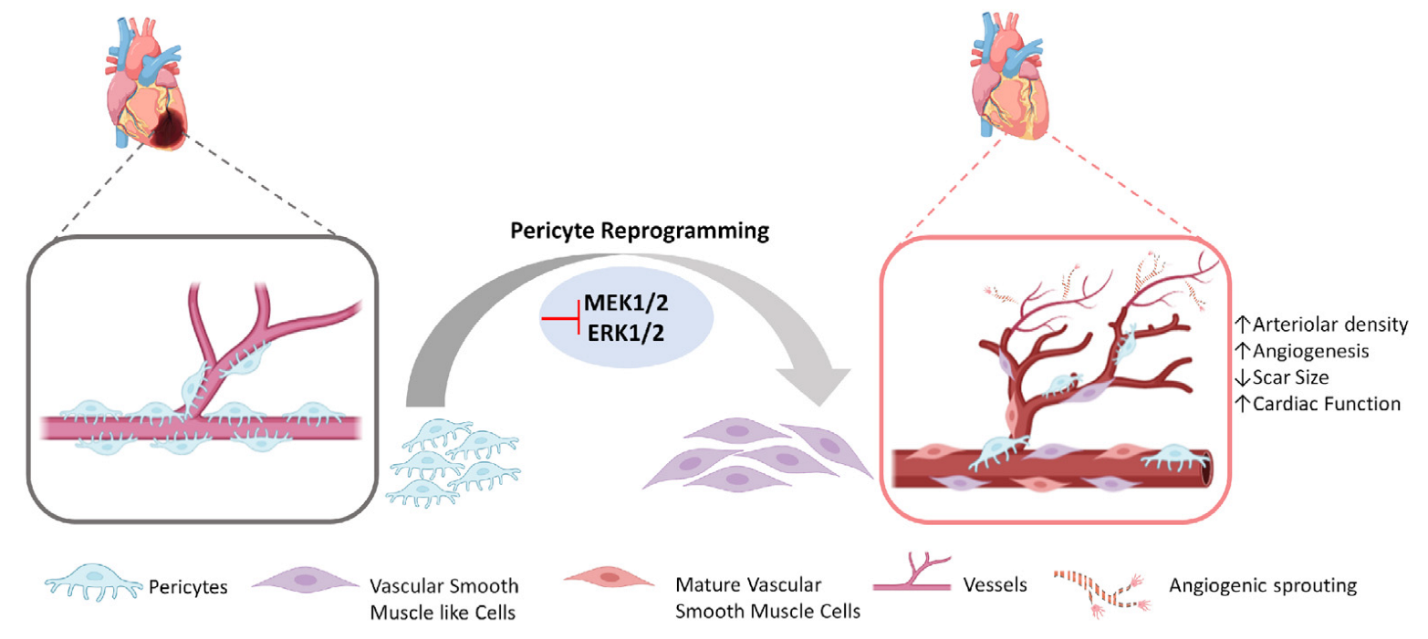 Cells 12 01166 g003 Cells 12 01166 g003