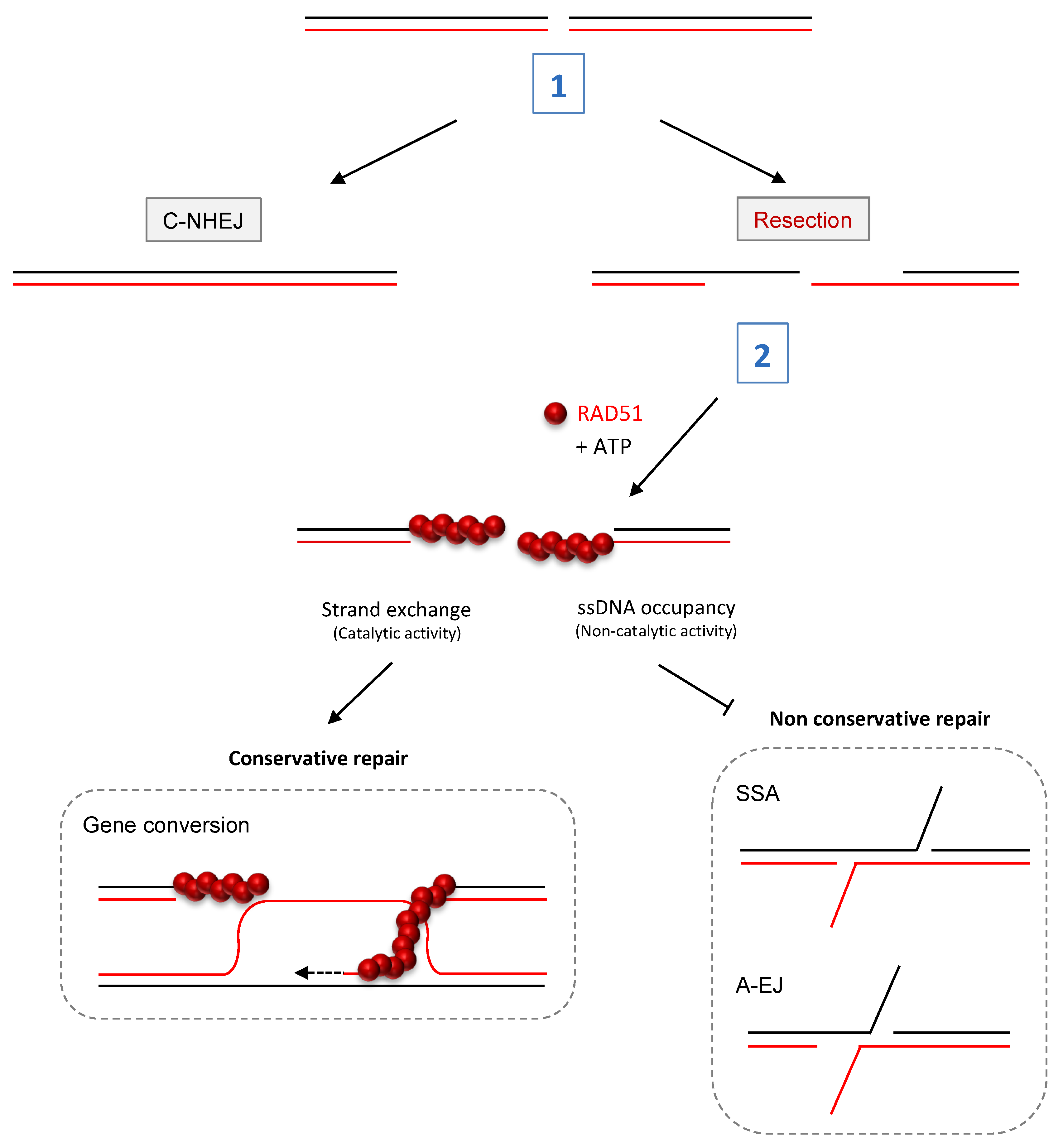 Cells 12 01169 g002 Cells 12 01169 g002