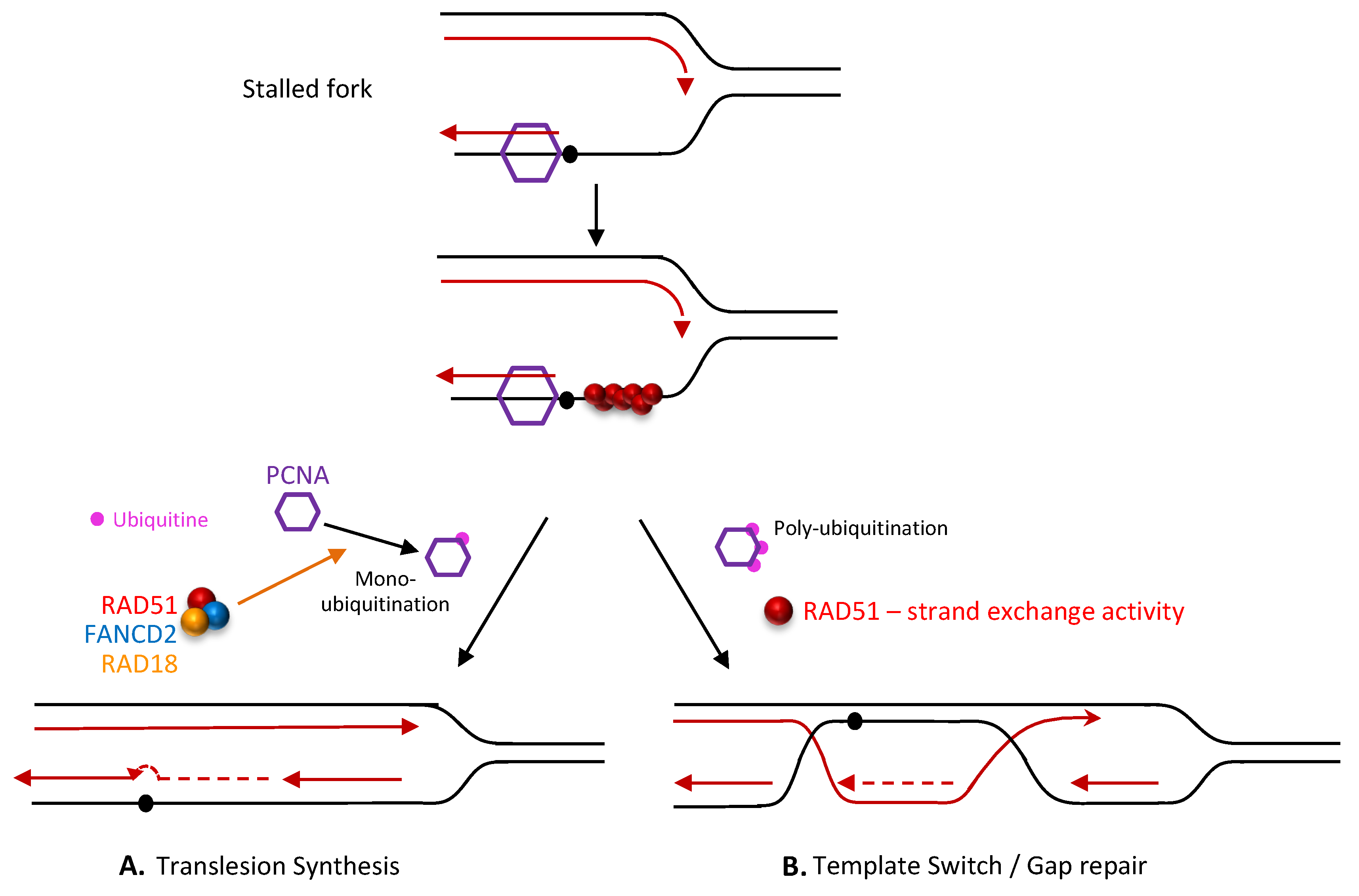 Cells 12 01169 g004 Cells 12 01169 g004
