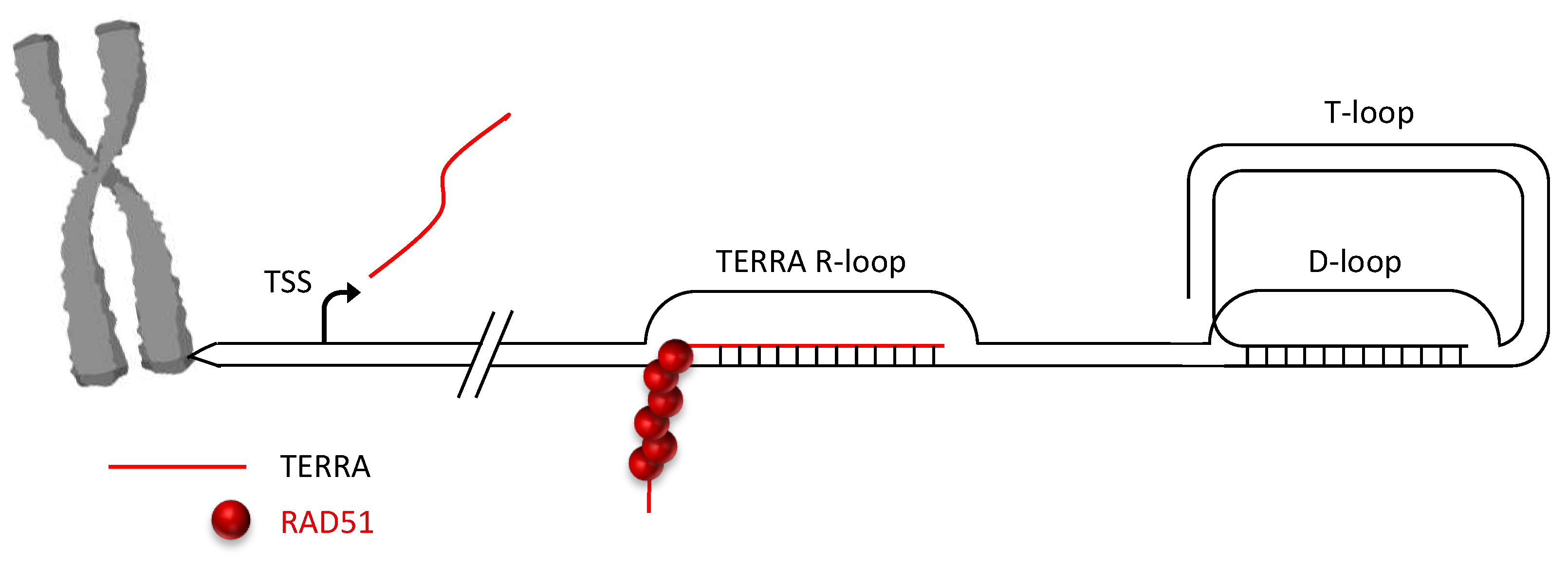 Depletion of RAD51 and BRCA2, which regulate the association of TERRA