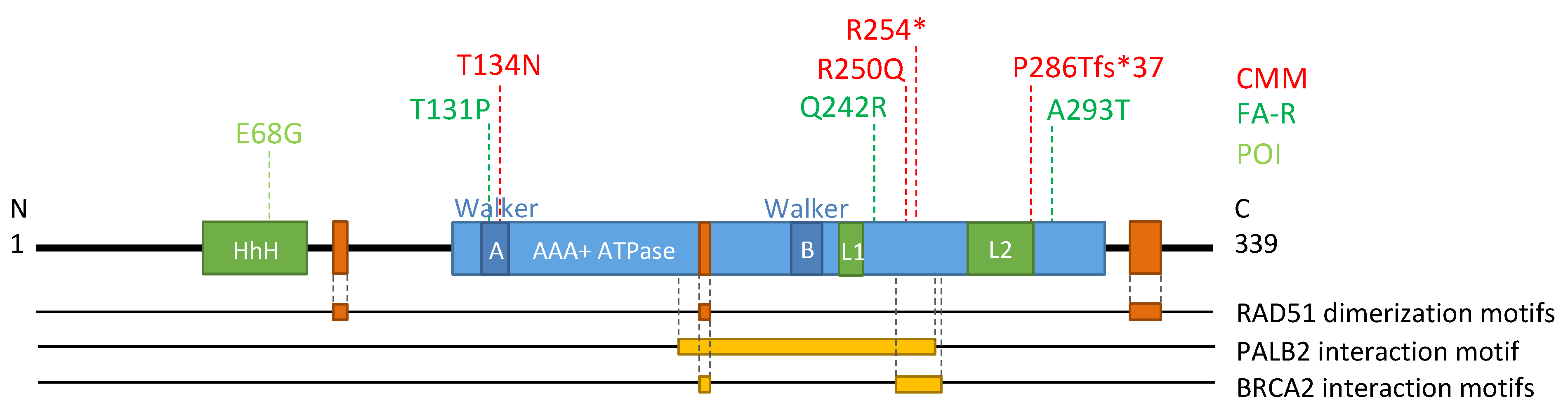 Cells 12 01169 g007 Cells 12 01169 g007