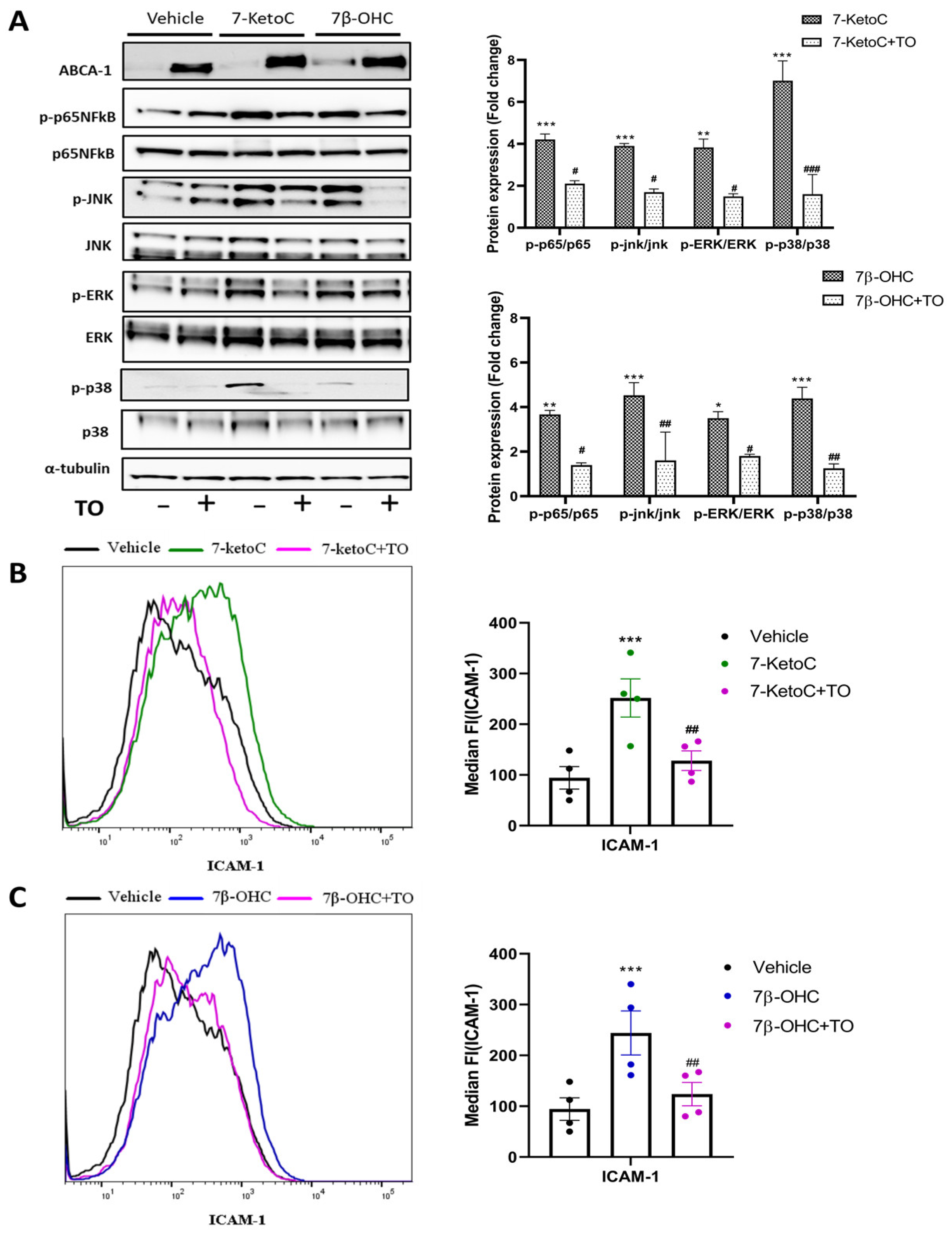 Cells 12 01186 g004 Cells 12 01186 g004