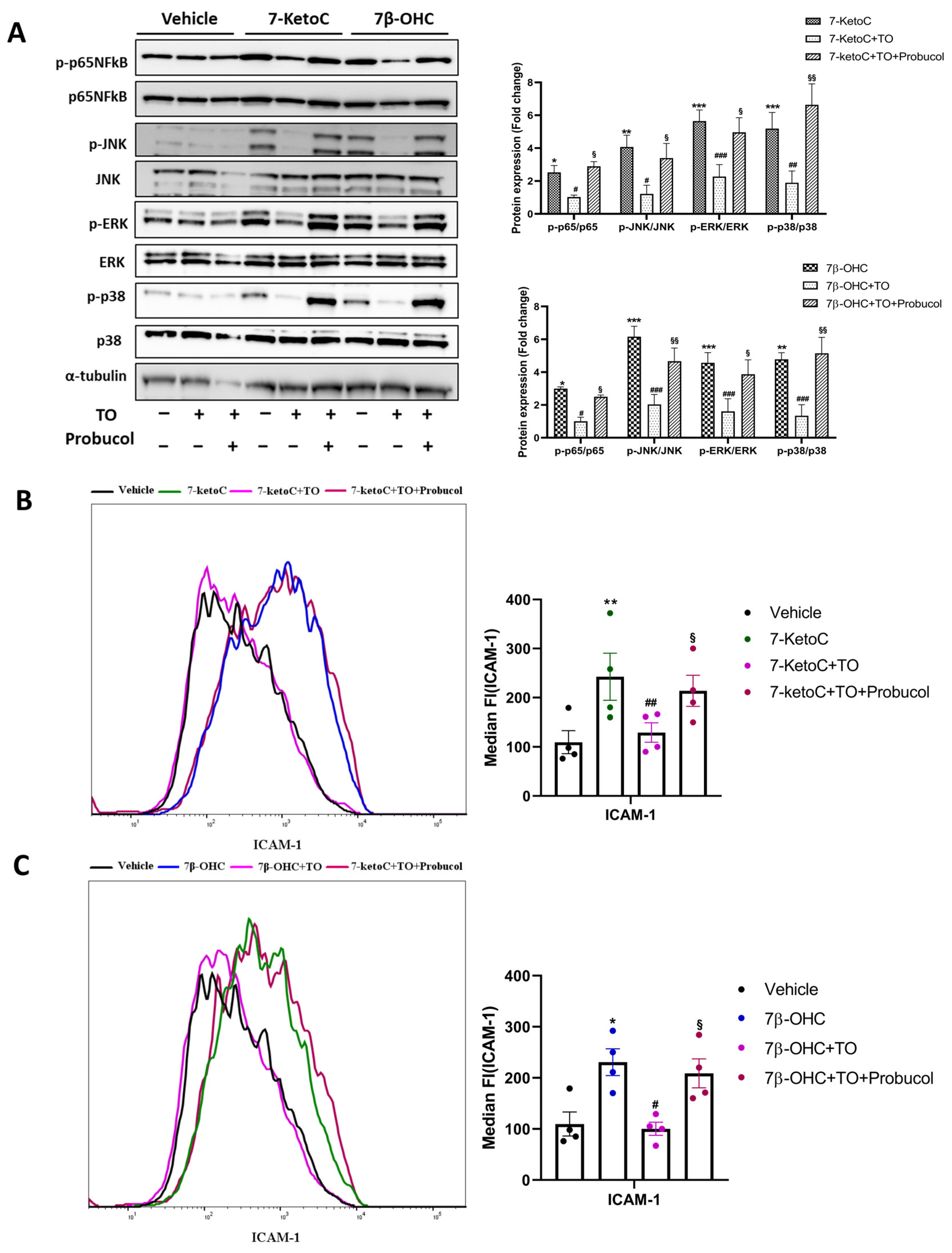 Cells 12 01186 g005 Cells 12 01186 g005
