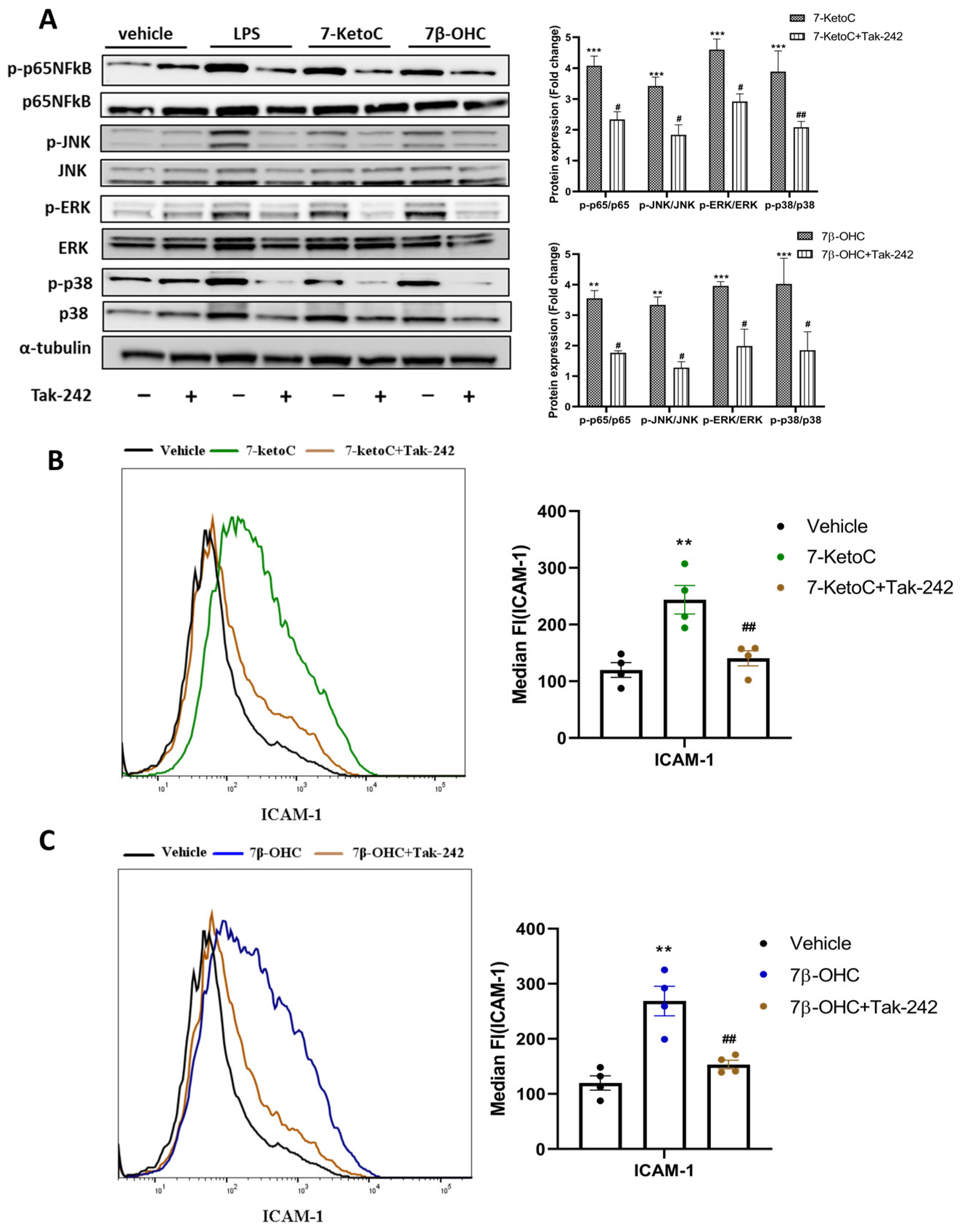 Cells 12 01186 g006 Cells 12 01186 g006