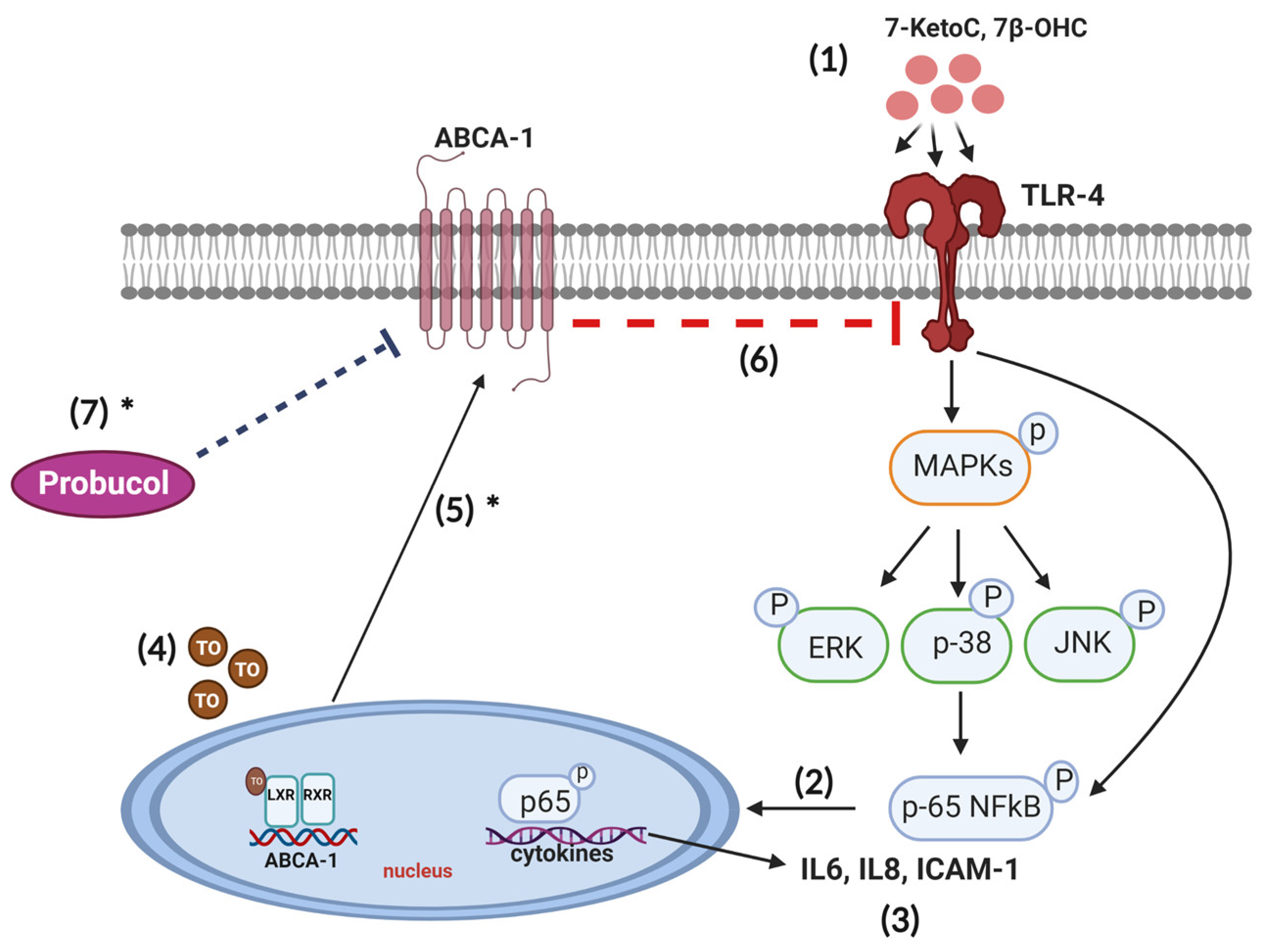 Cells 12 01186 g007 Cells 12 01186 g007