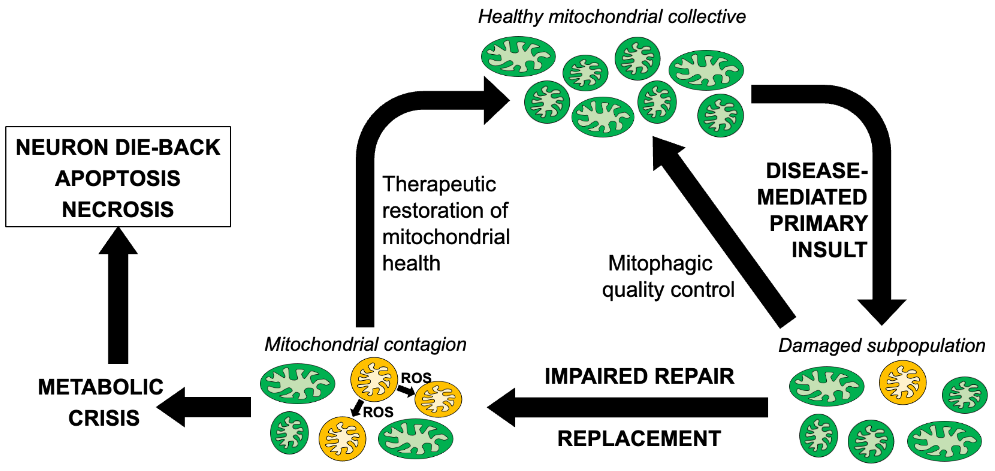 Cells 12 01188 g001 Cells 12 01188 g001