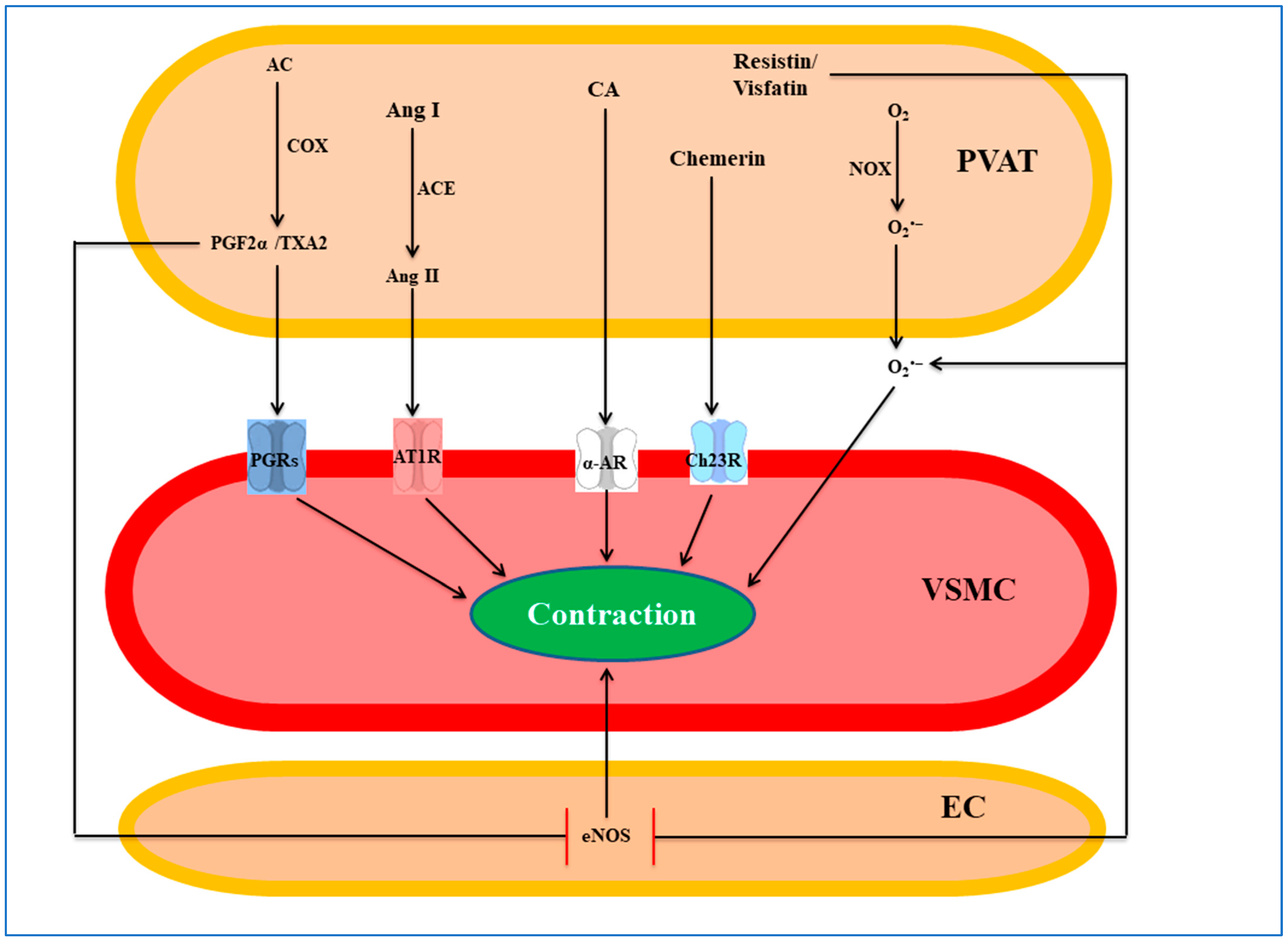 Cells 12 01196 g003 Cells 12 01196 g003