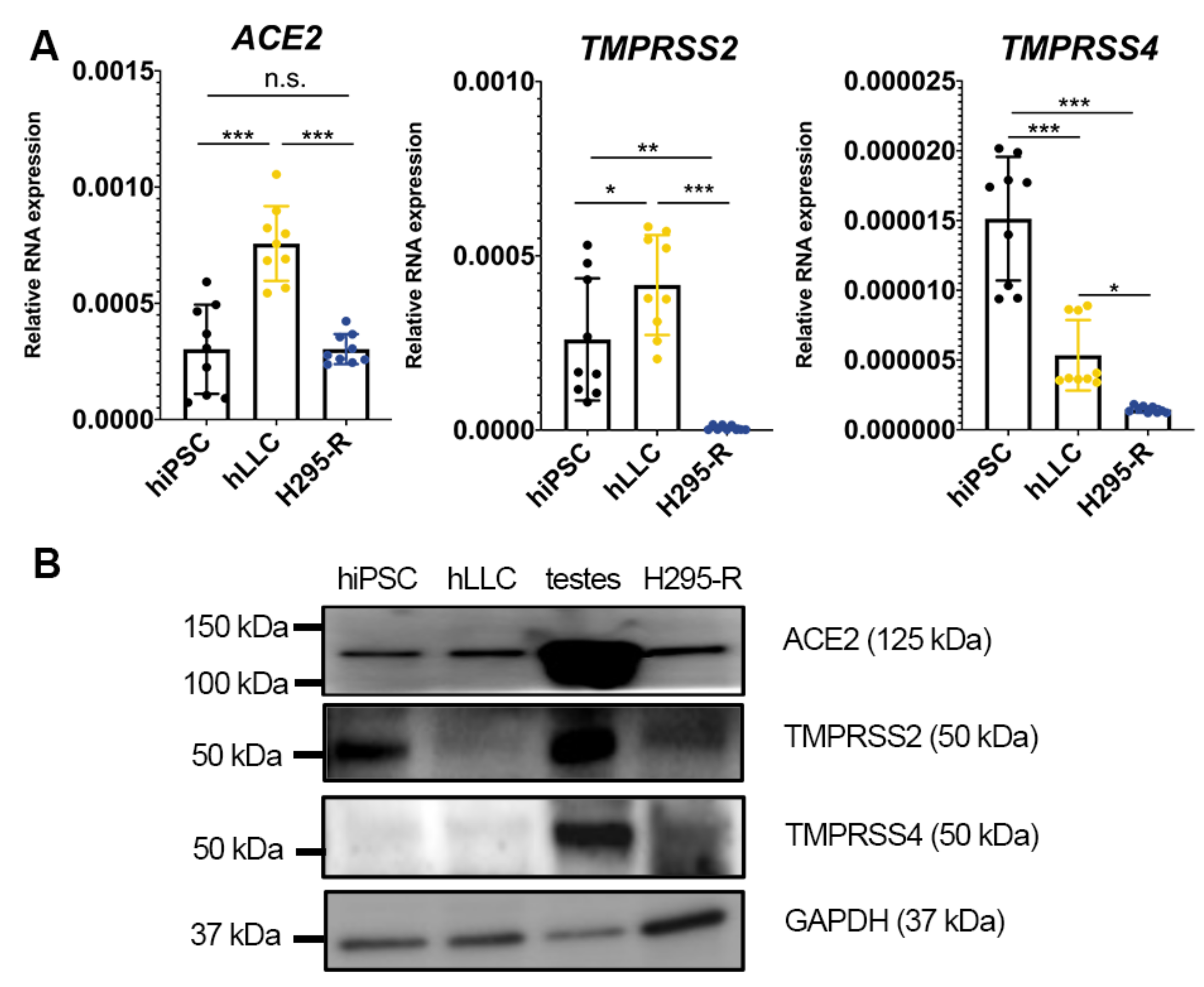 Cells 12 01198 g002 Cells 12 01198 g002
