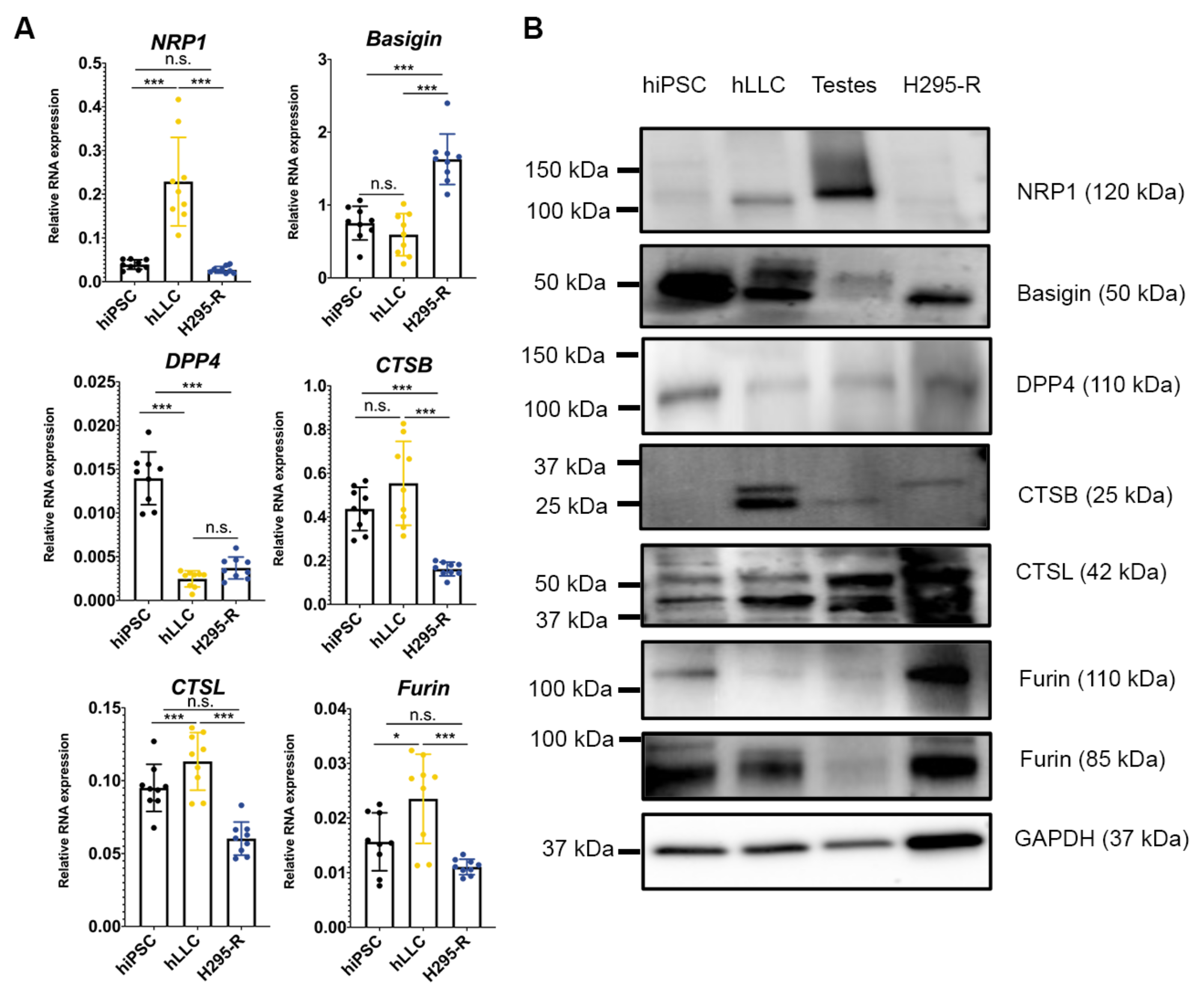 Cells 12 01198 g007 Cells 12 01198 g007