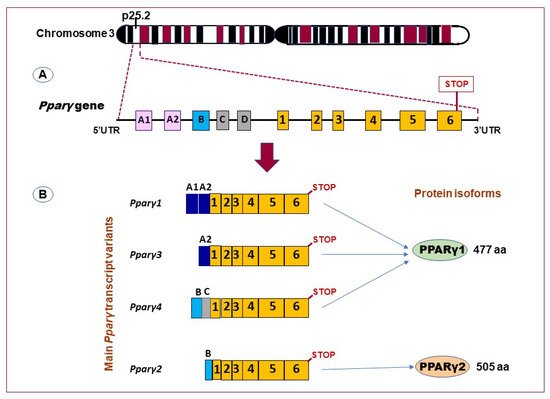 Peroxisome Proliferator-Activated Receptor-γ as a Target and Peroxisome Proliferator-Activated Receptor-γ as a Target and