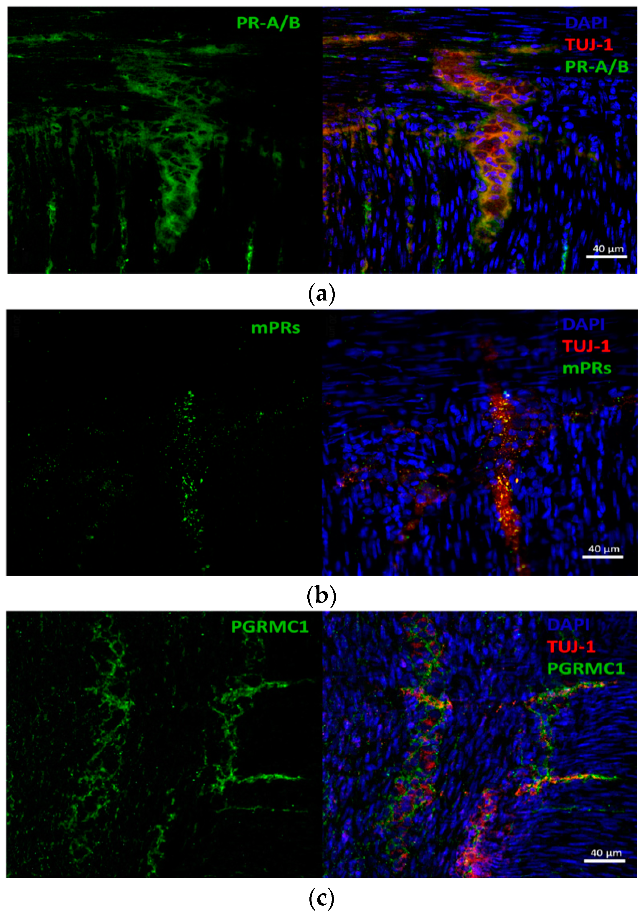 Cells 12 01206 g003 Cells 12 01206 g003