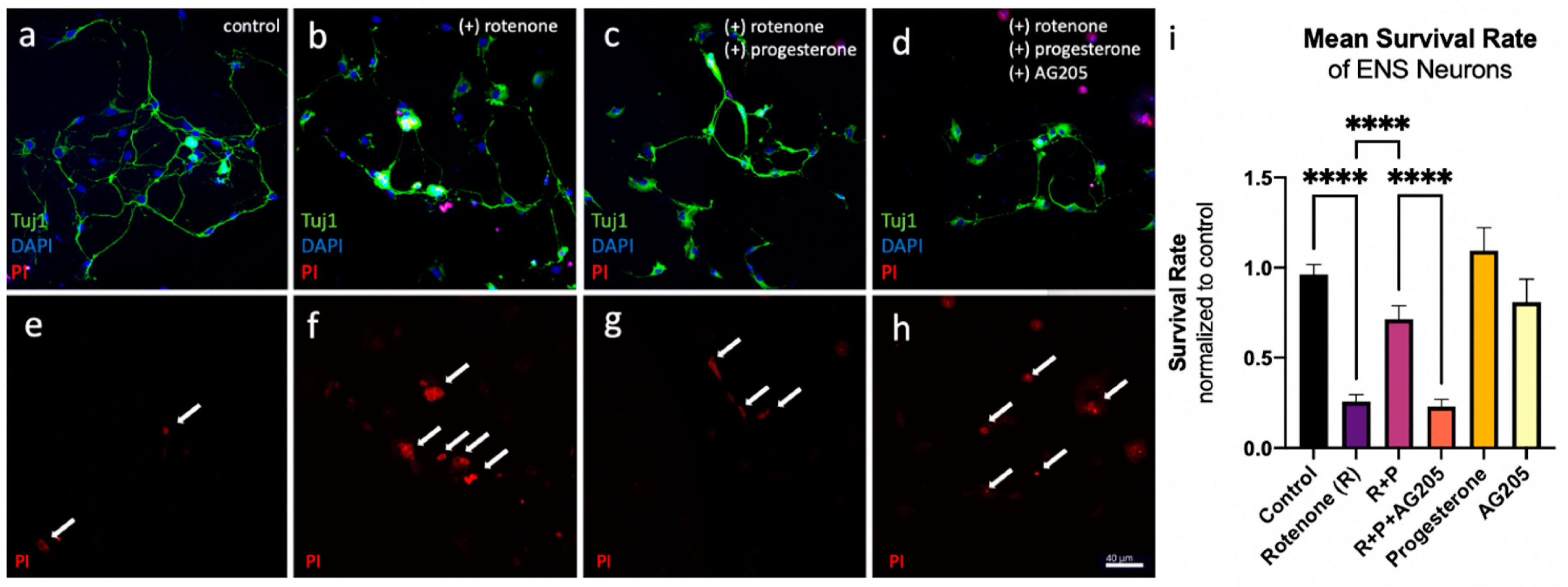 Cells 12 01206 g004 Cells 12 01206 g004