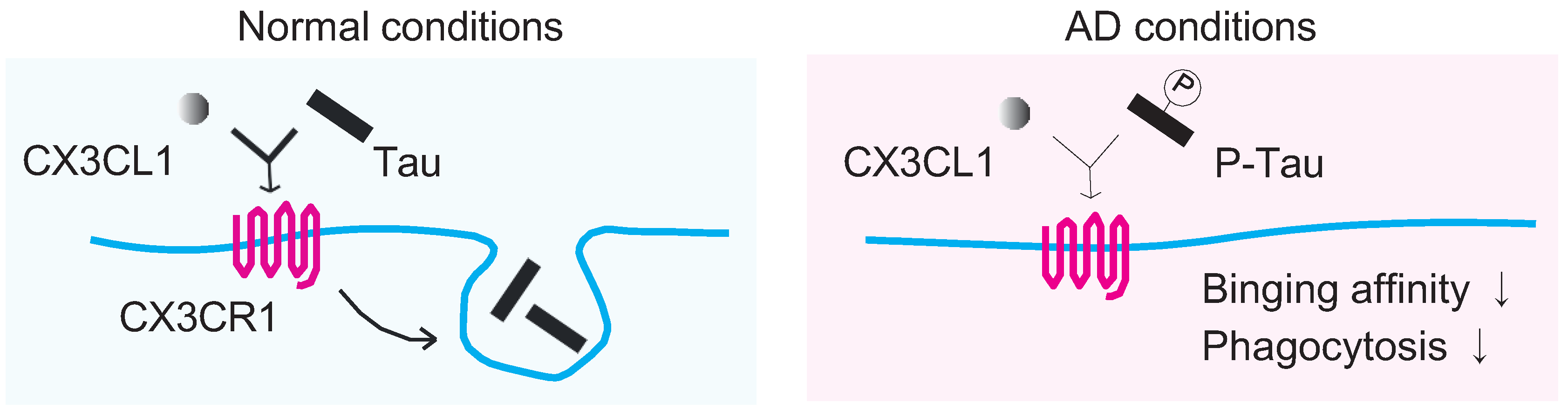 Cells 12 01207 g002 Cells 12 01207 g002
