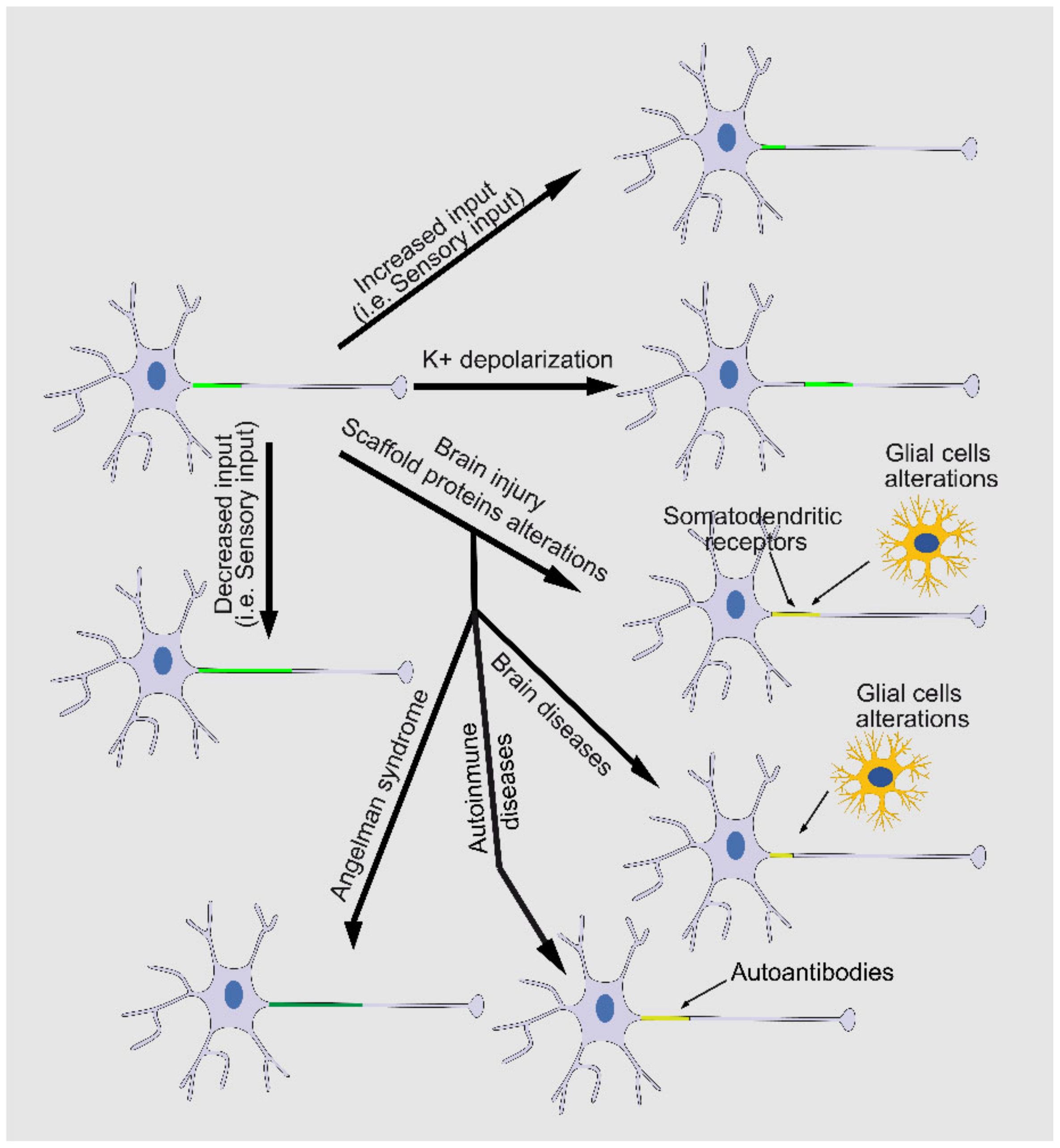 Cells Free FullText Contribution of Axon Initial Segment Structure
