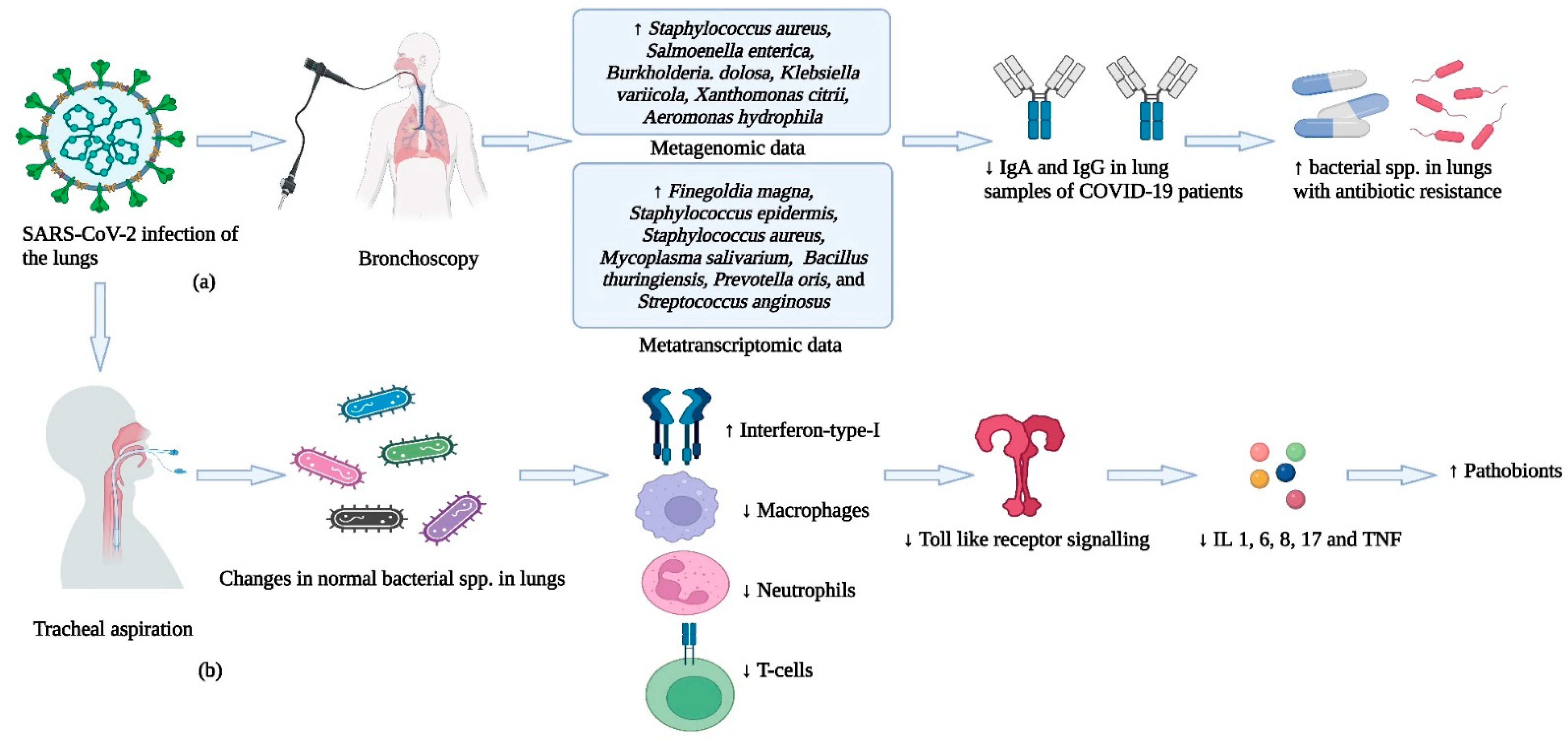 Cells 12 01213 g007 Cells 12 01213 g007