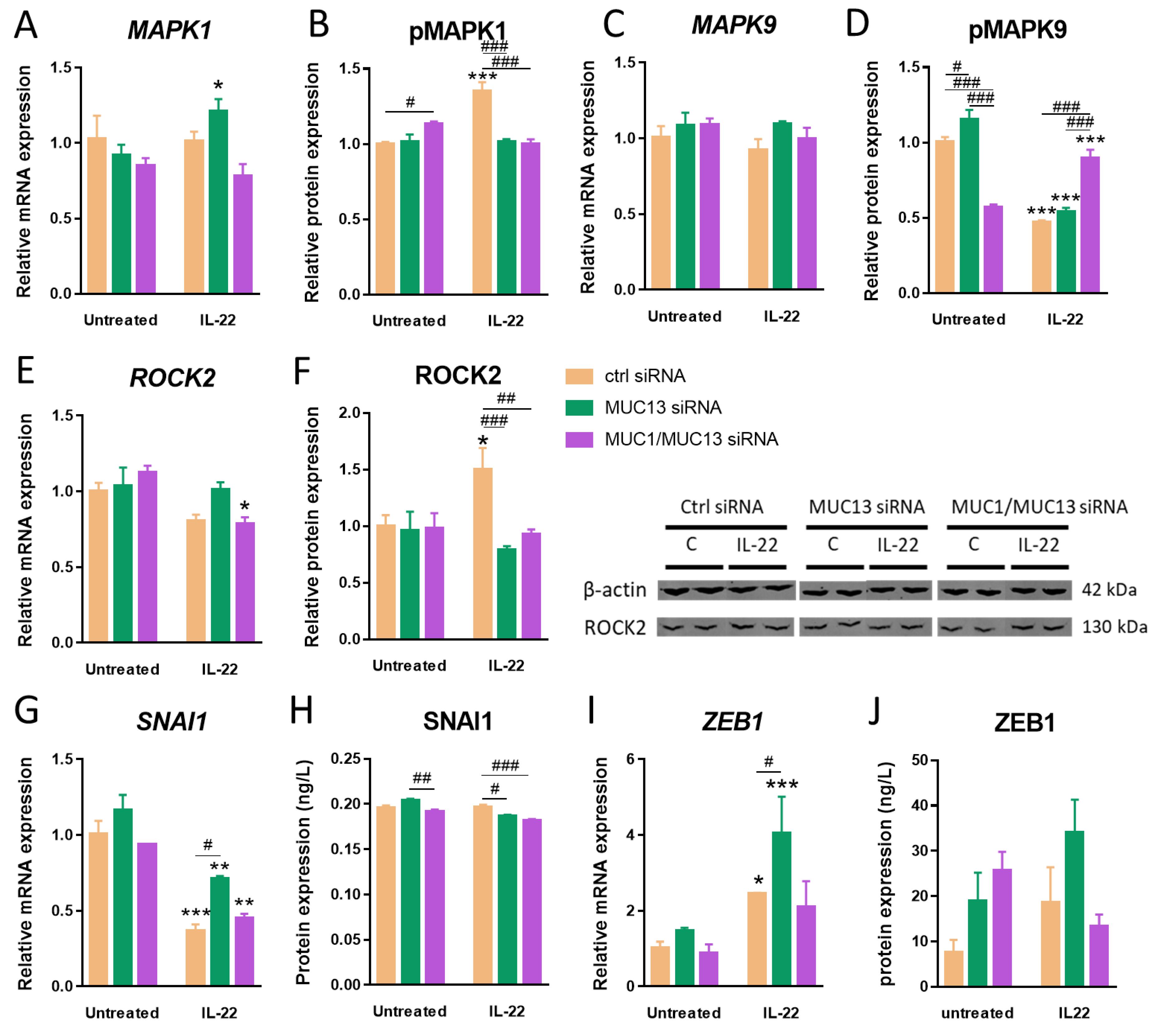 Cells 12 01224 g004 Cells 12 01224 g004