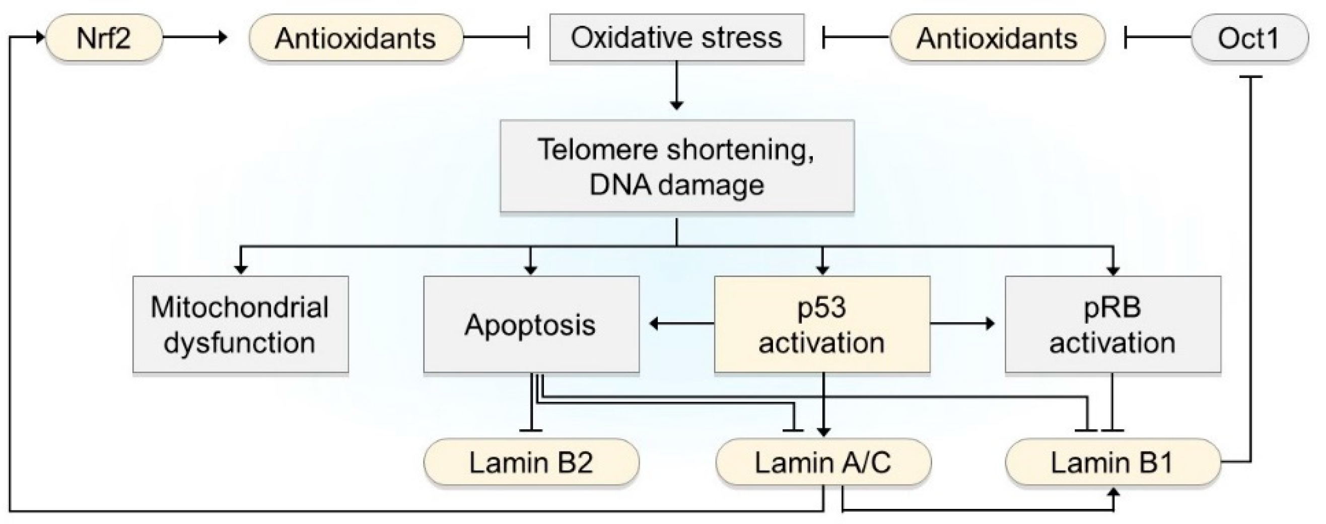 Cells Free FullText The Interplay between Oxidative Stress and the