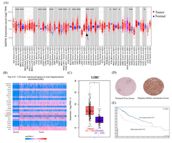 SQSTM1/p62 Knockout by Using the CRISPR/Cas9 System Inhibits