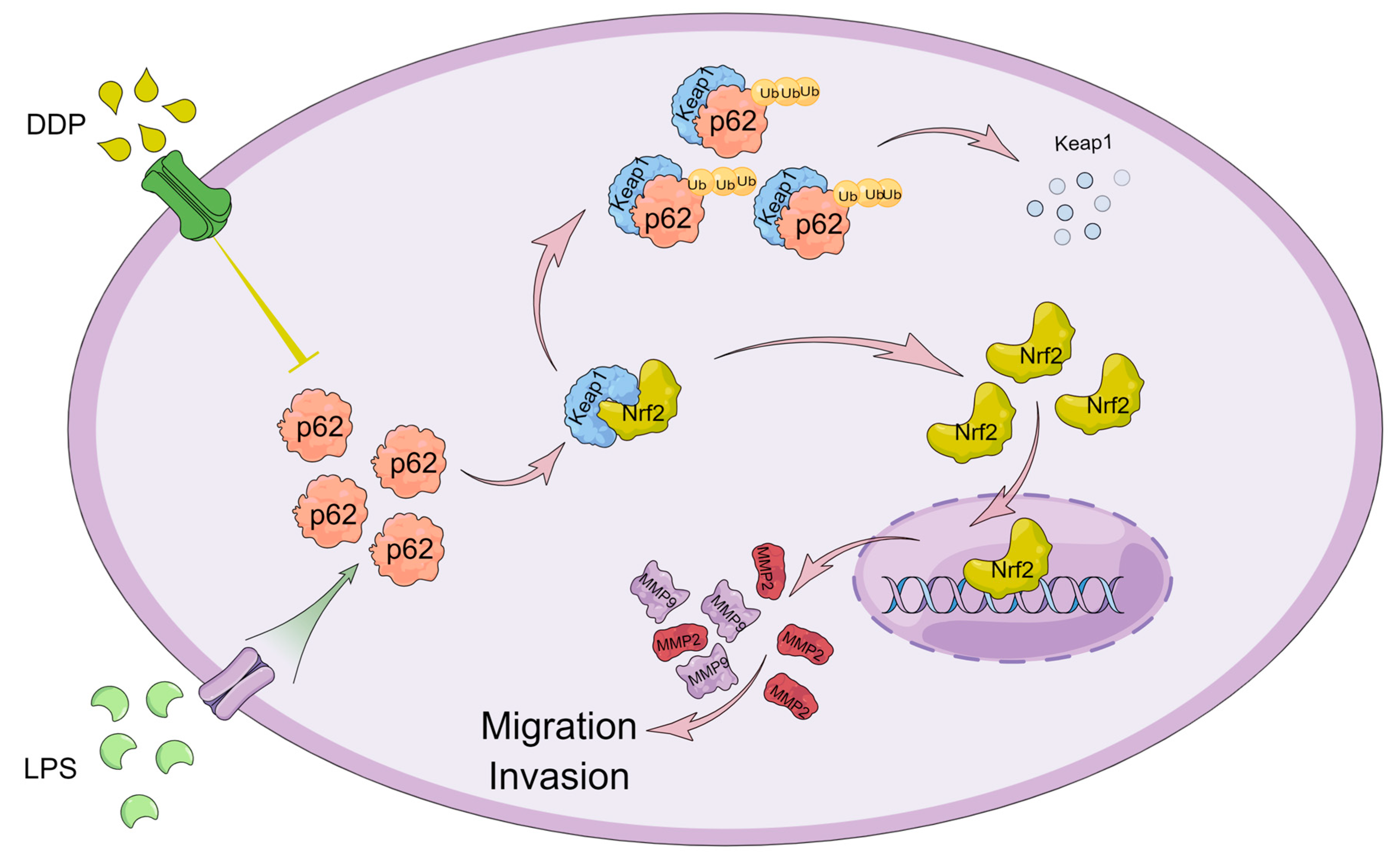Cells 12 01238 g009 Cells 12 01238 g009