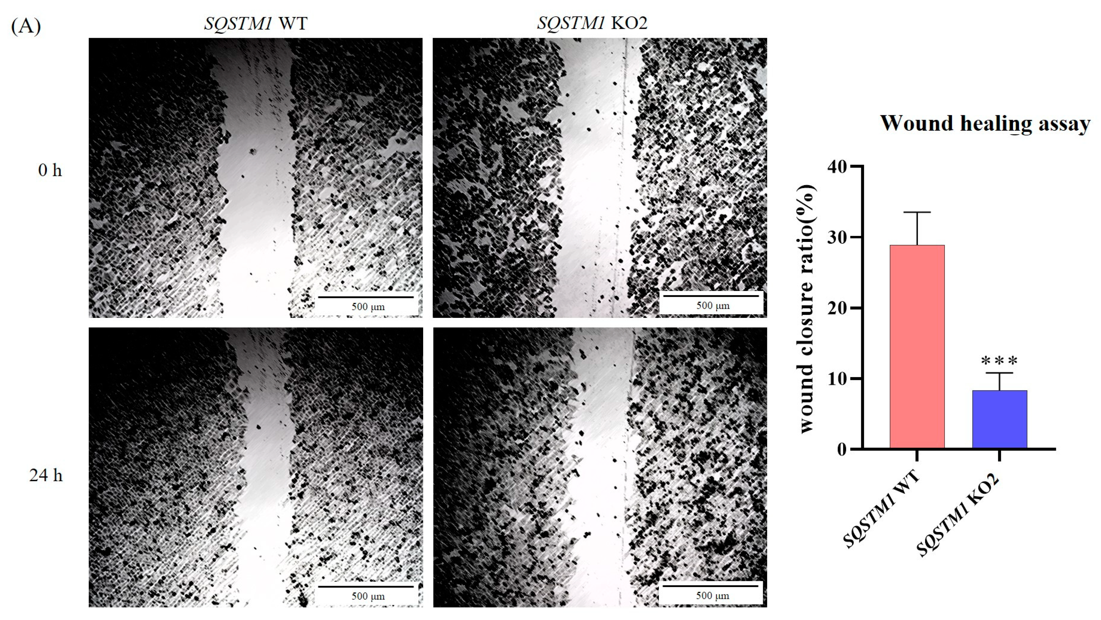 Cells 12 01238 g0a1a Cells 12 01238 g0a1a
