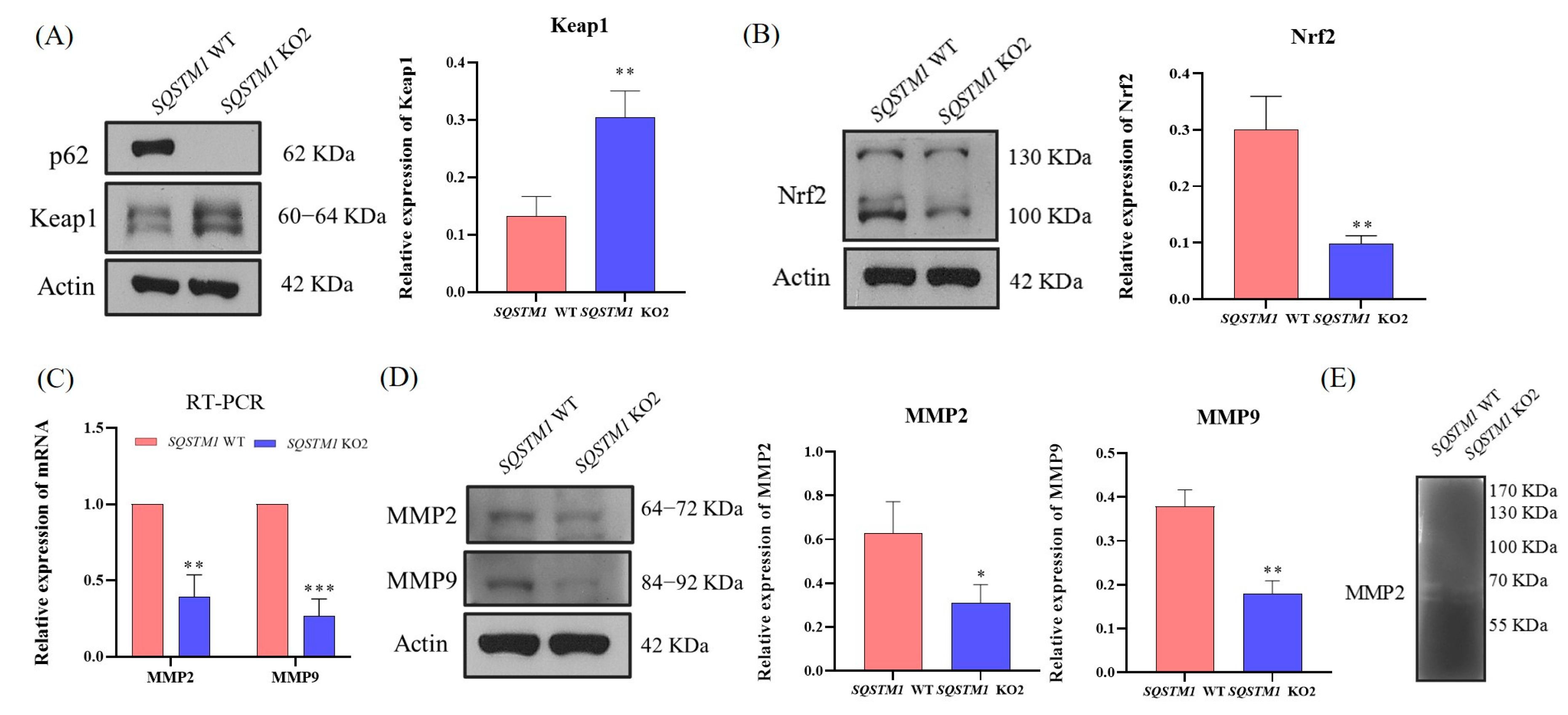 Cells 12 01238 g0a3 Cells 12 01238 g0a3