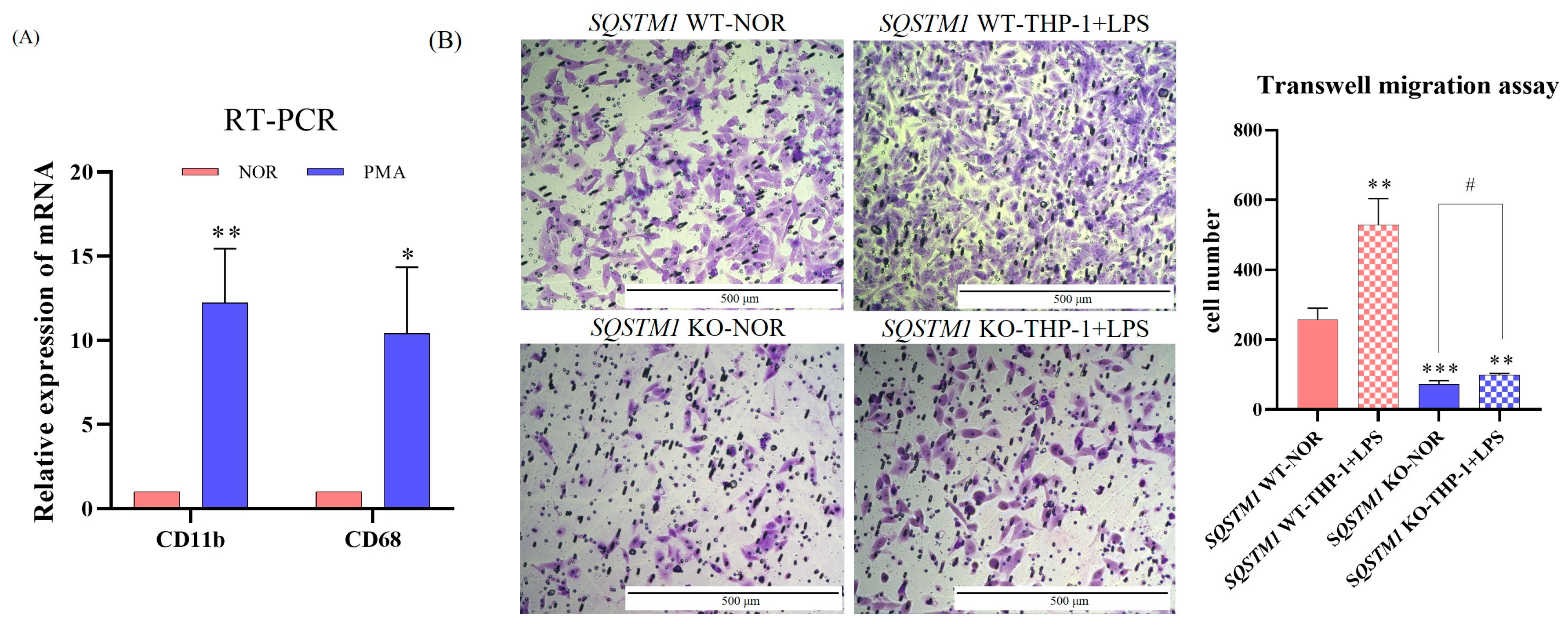 Cells 12 01238 g0a6 Cells 12 01238 g0a6