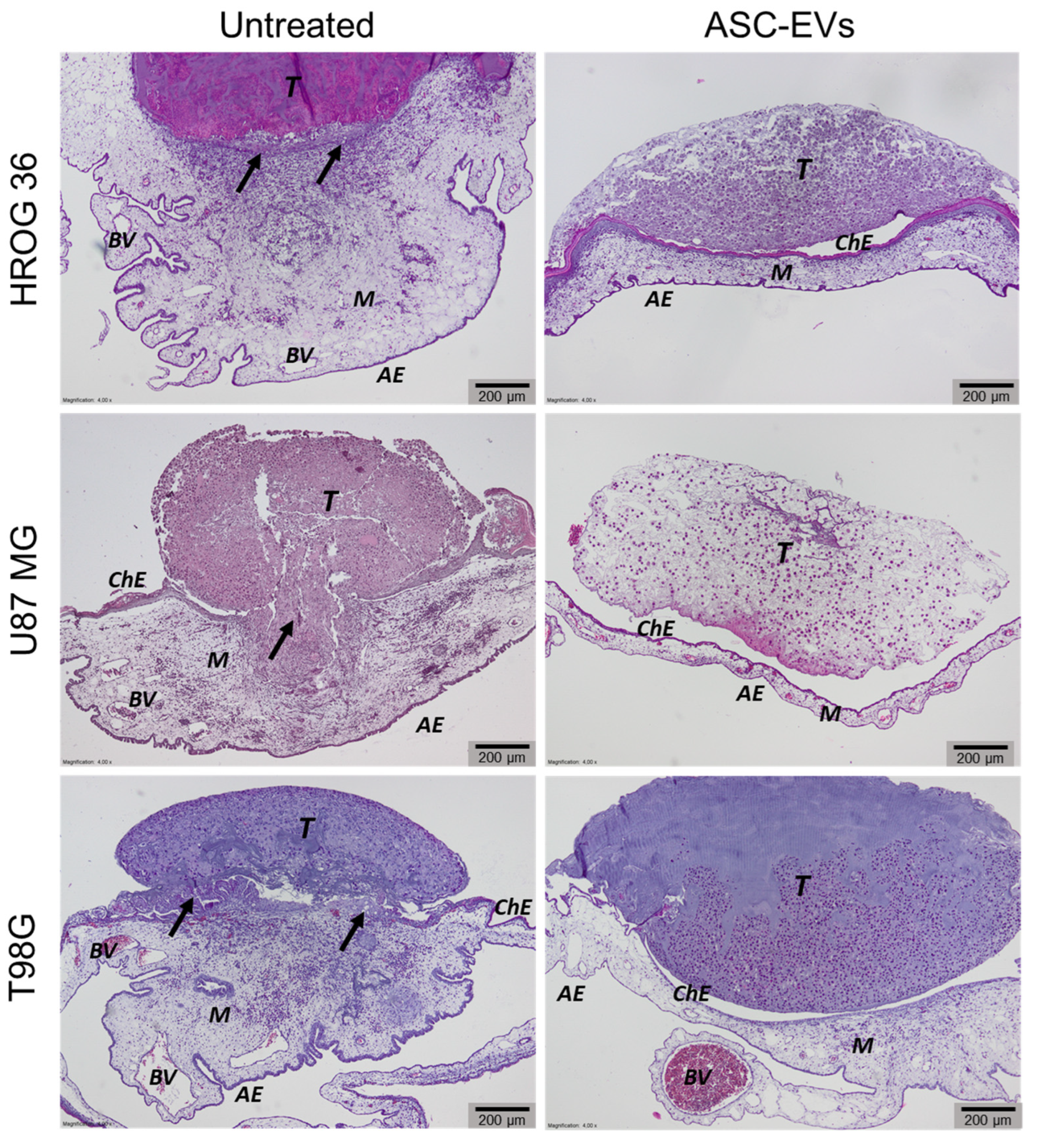 Cells 12 01247 g005 Cells 12 01247 g005