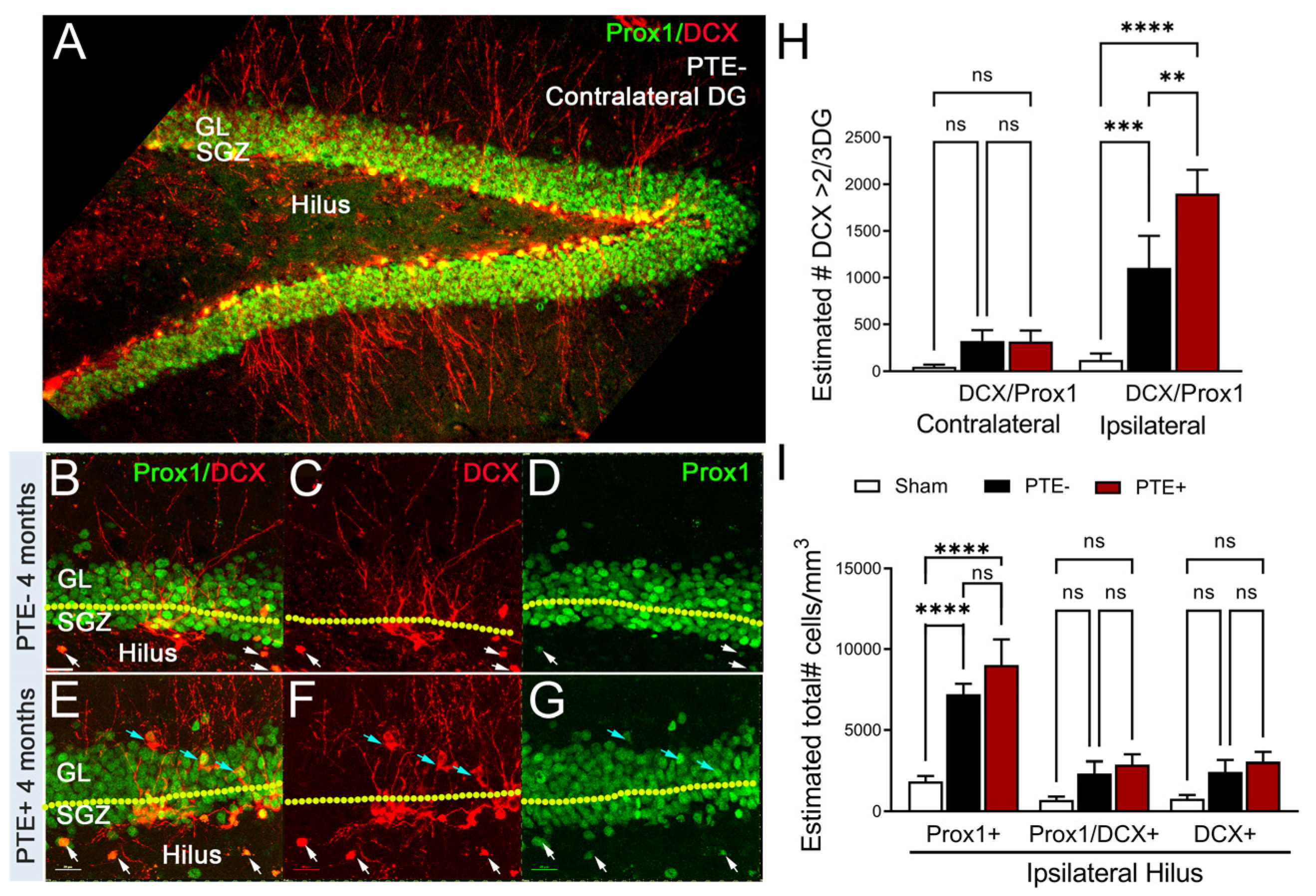 Cells 12 01248 g003 Cells 12 01248 g003