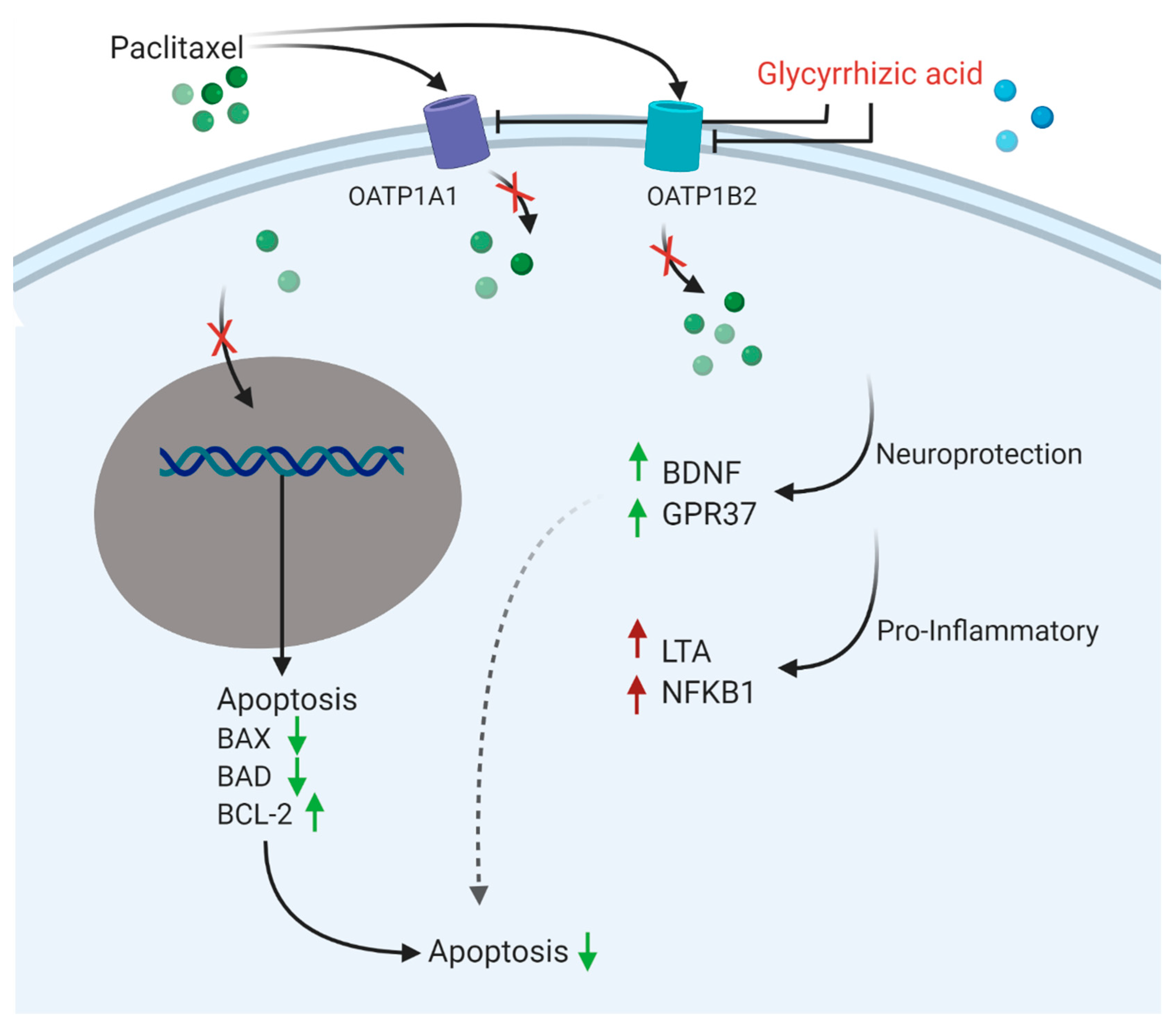 Cells 12 01249 g009 Cells 12 01249 g009