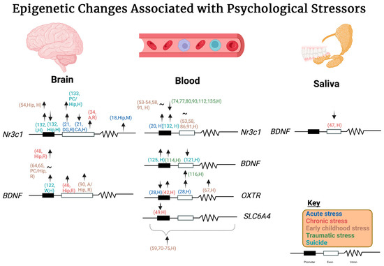 Epigenetic Changes Associated with Different Types of