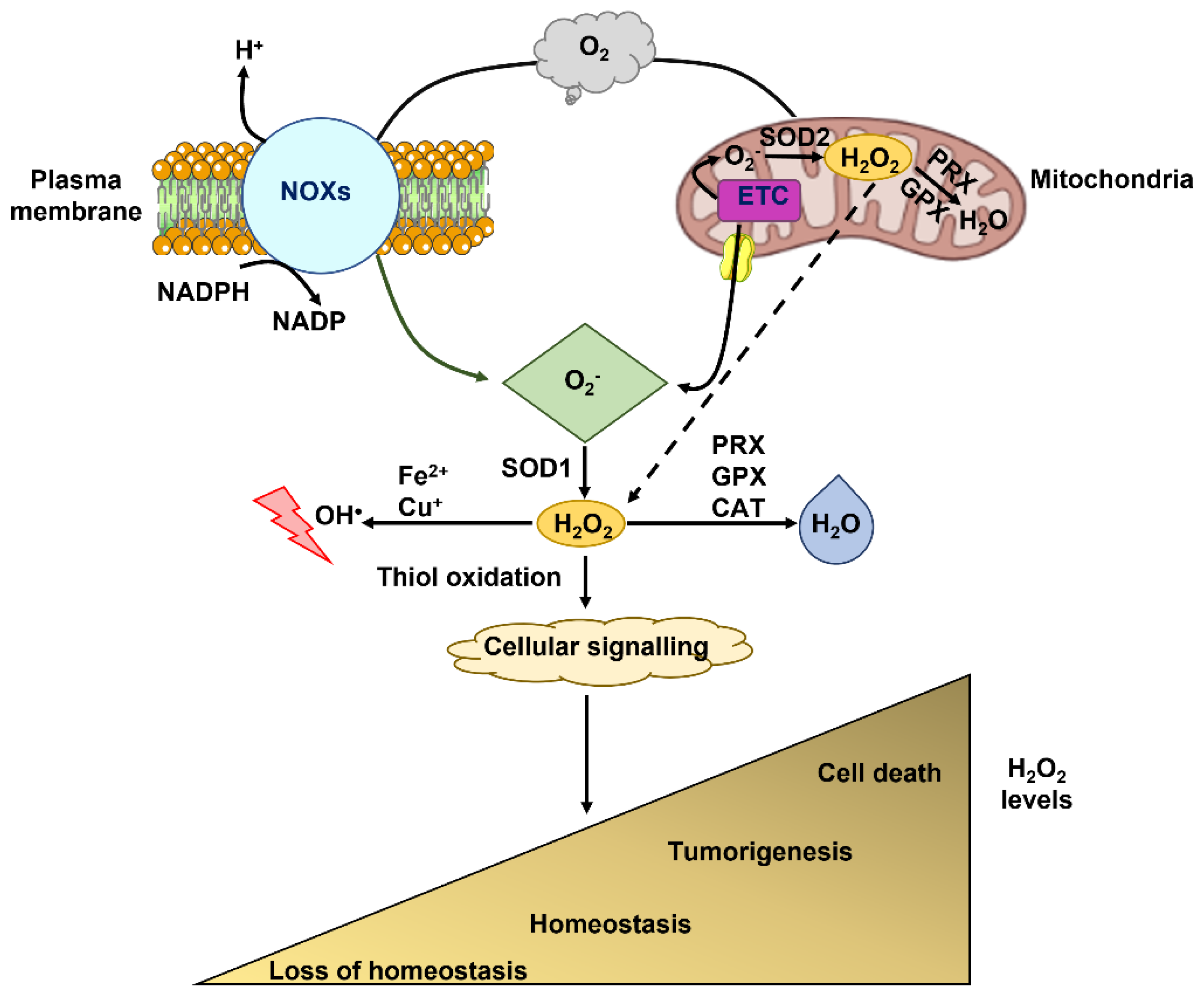 Cells 12 01261 g001 Cells 12 01261 g001